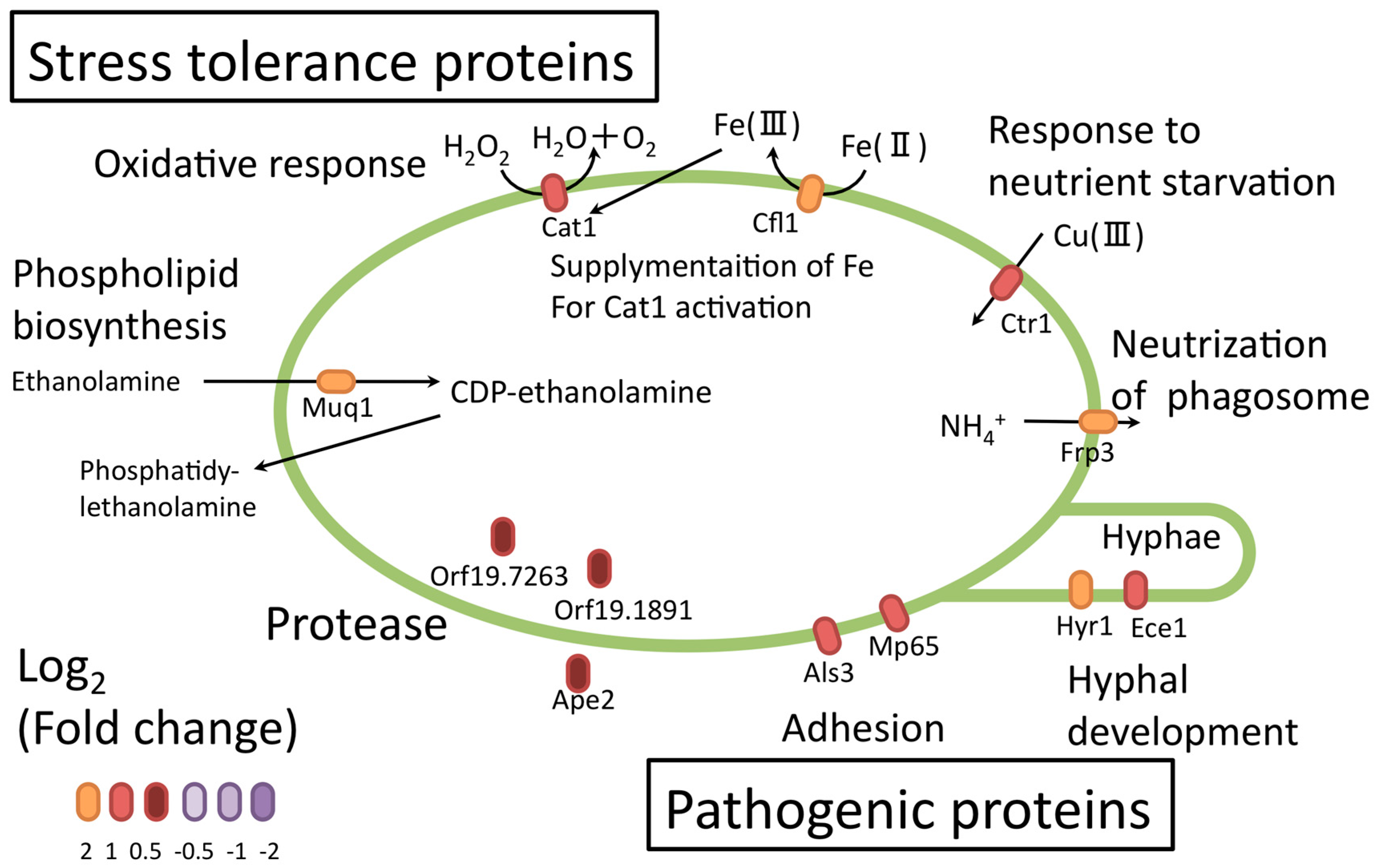 Proteomes 06 00034 g010