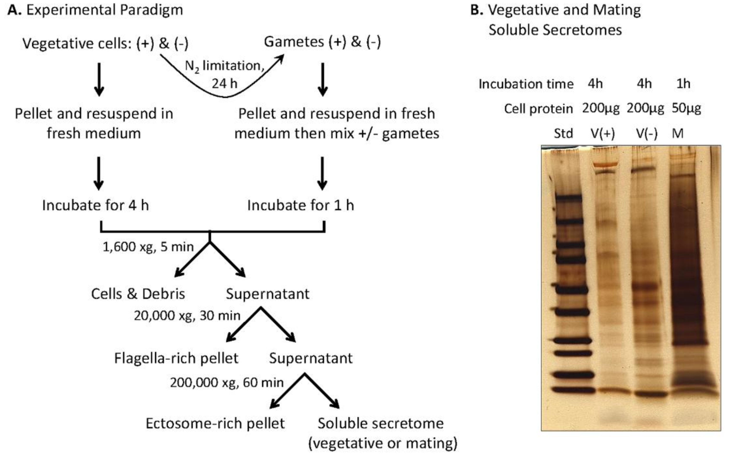 Proteomes 06 00036 g004 Proteomes 06 00036 g004