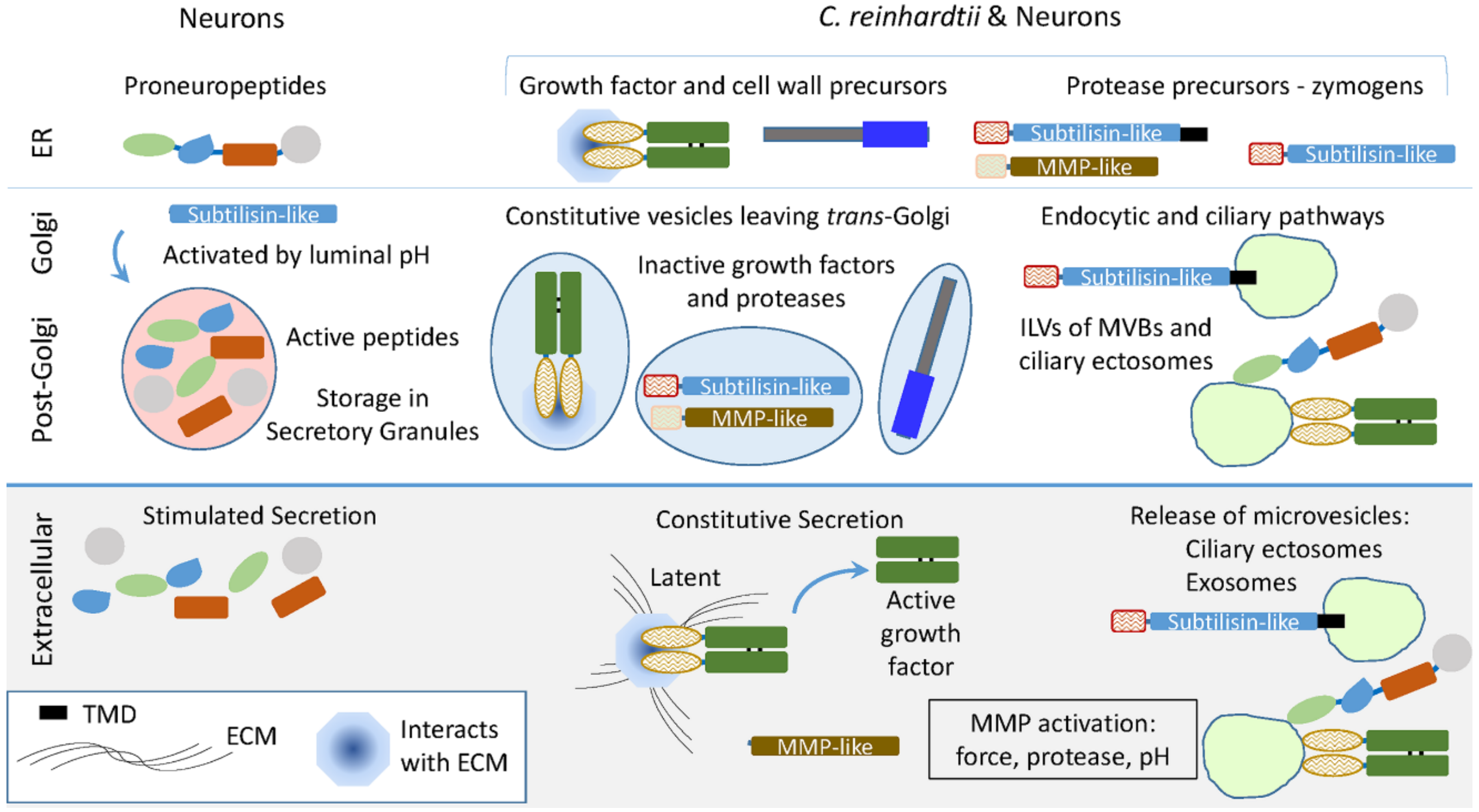 Proteomes 06 00036 g009 Proteomes 06 00036 g009