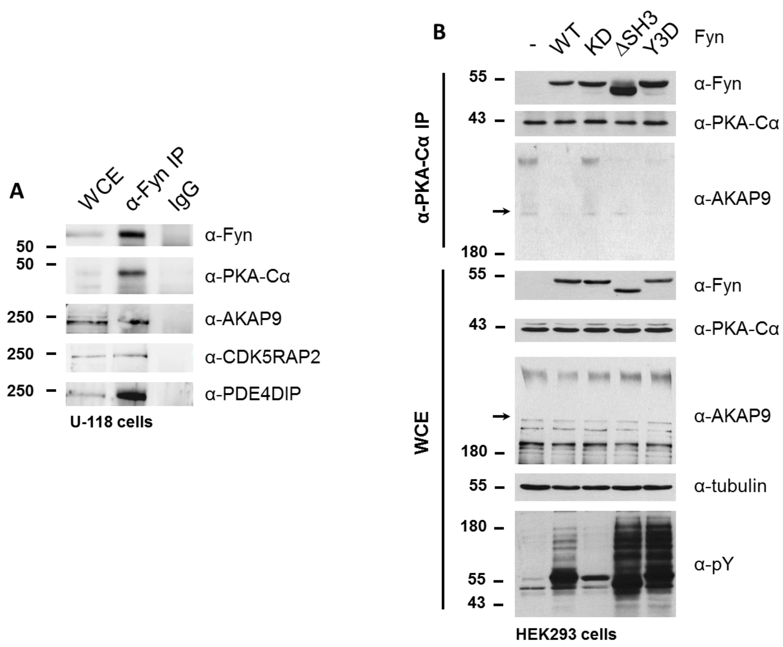 Proteomes 06 00037 g007 Proteomes 06 00037 g007