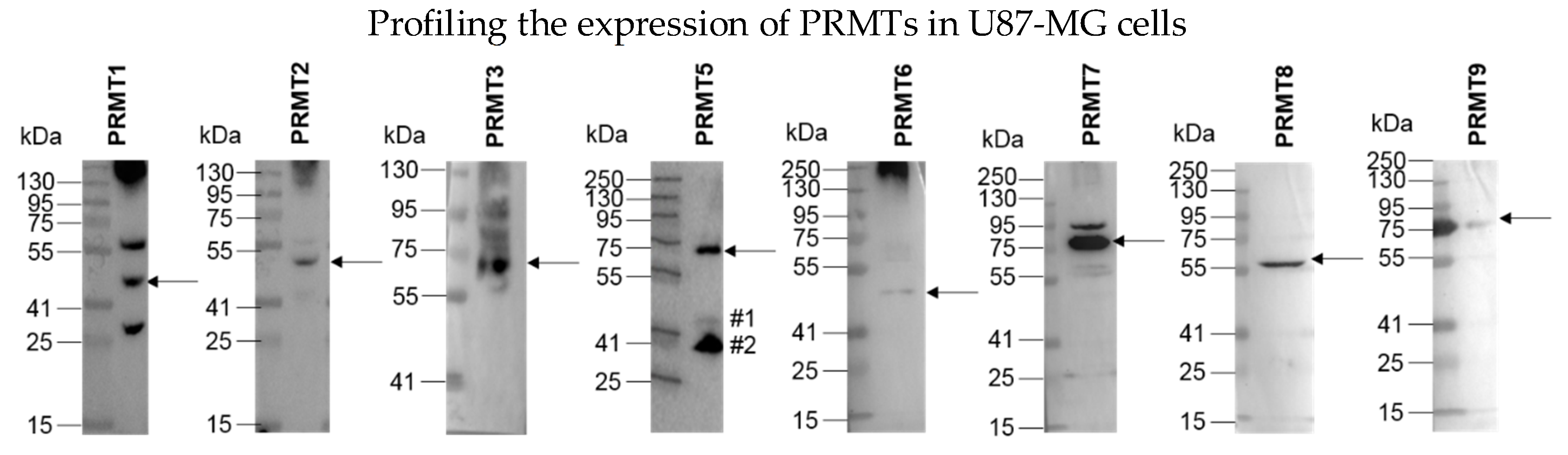 Proteomes 06 00044 g001