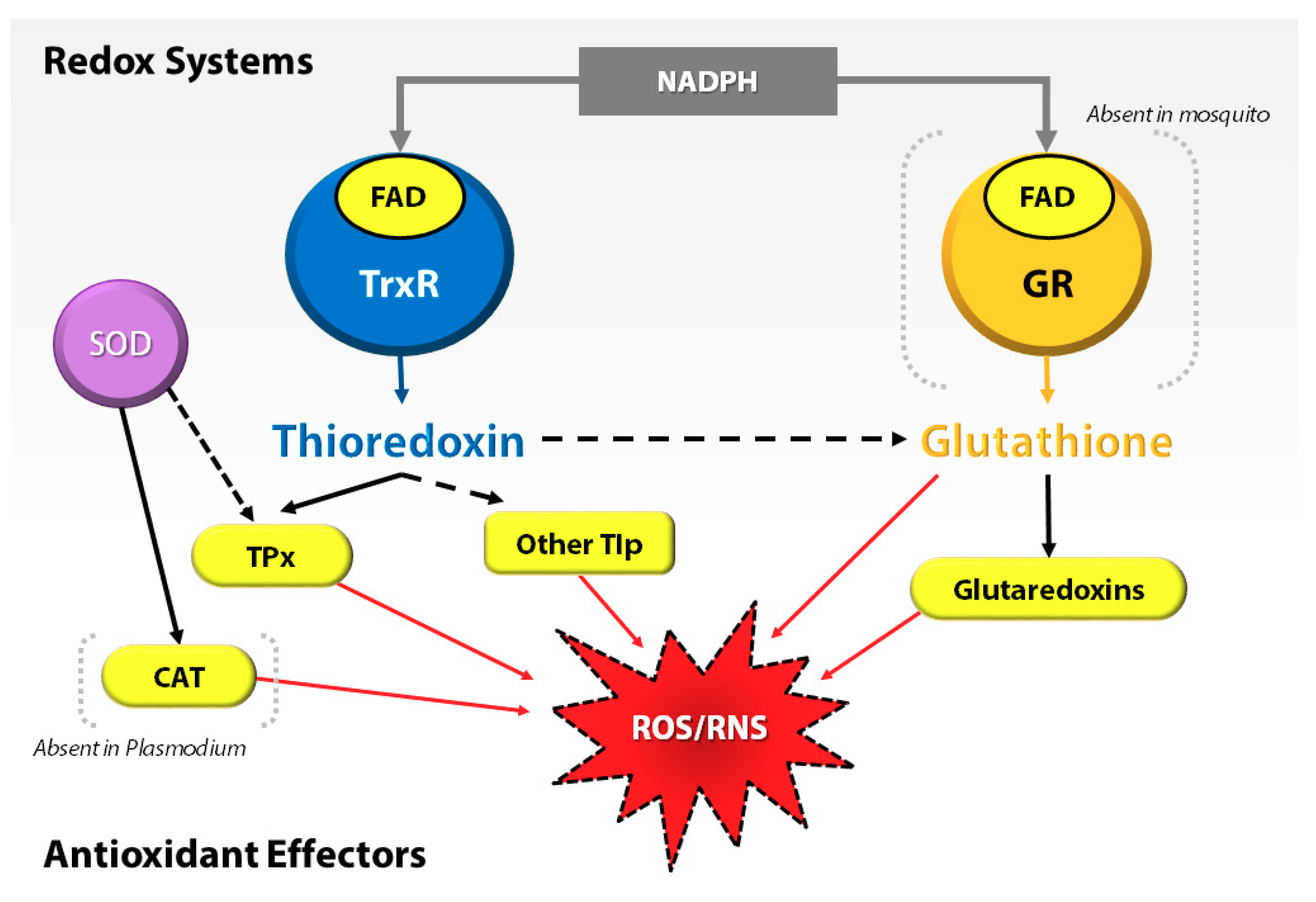 Proteomes 06 00047 g001