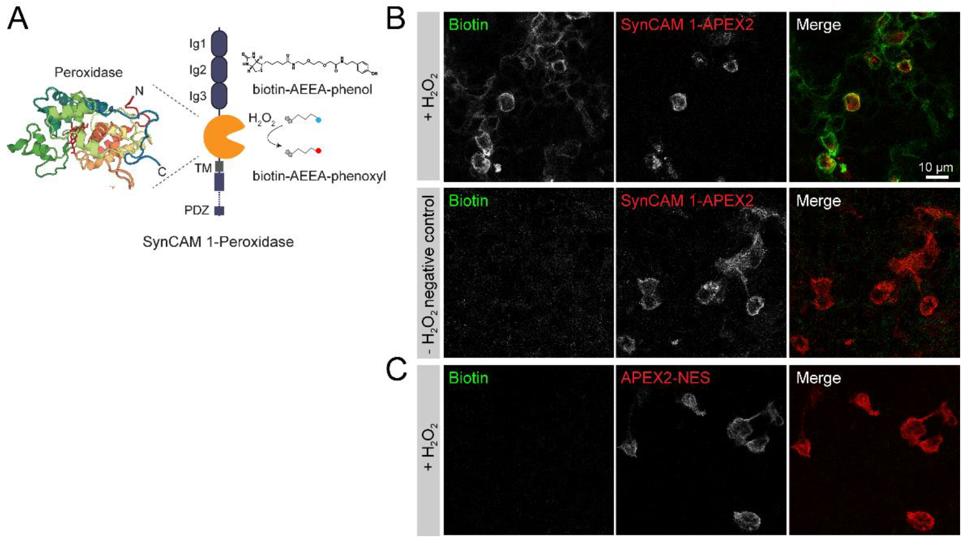 Proteomes 06 00048 g001