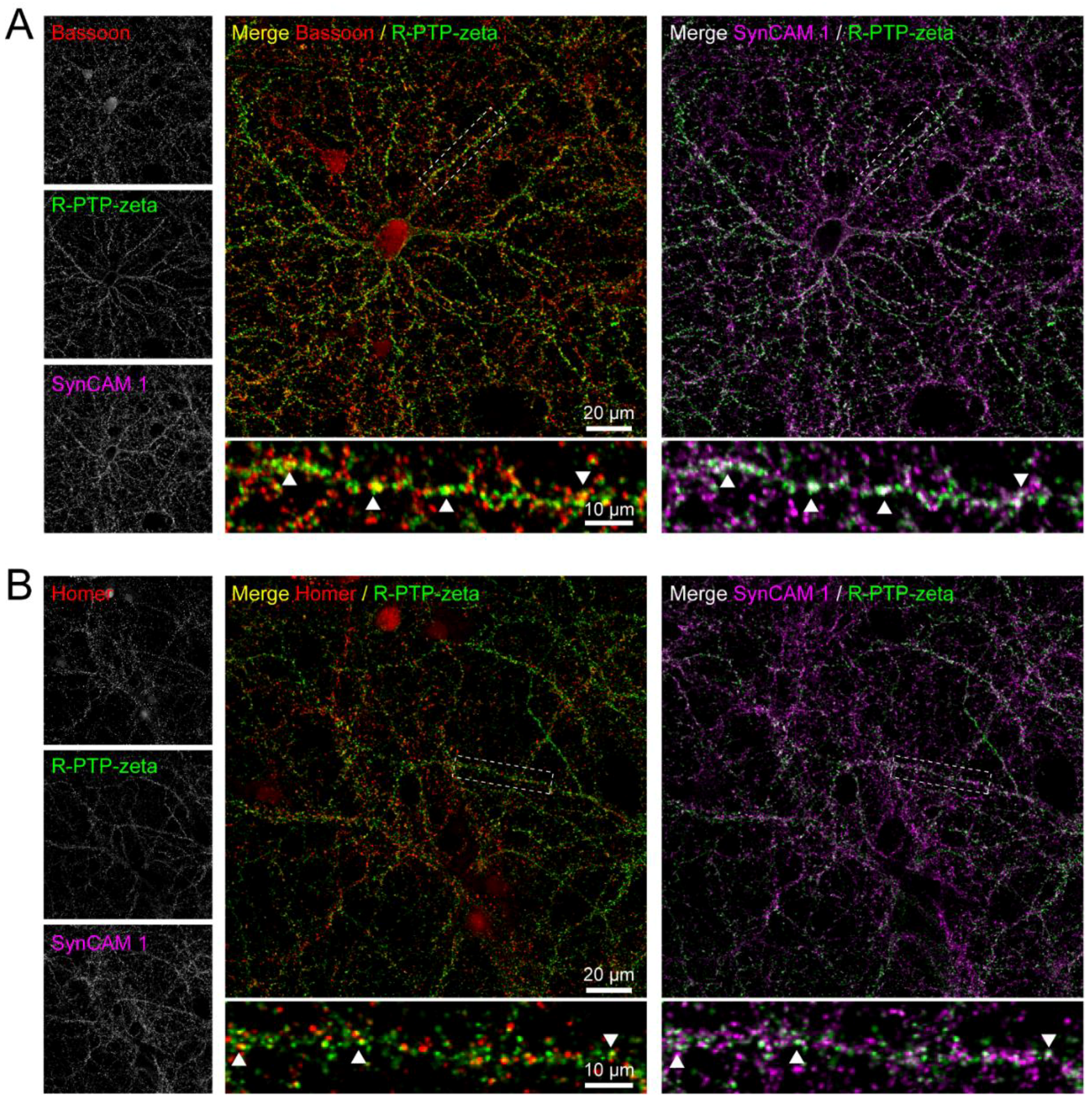 Proteomes 06 00048 g007