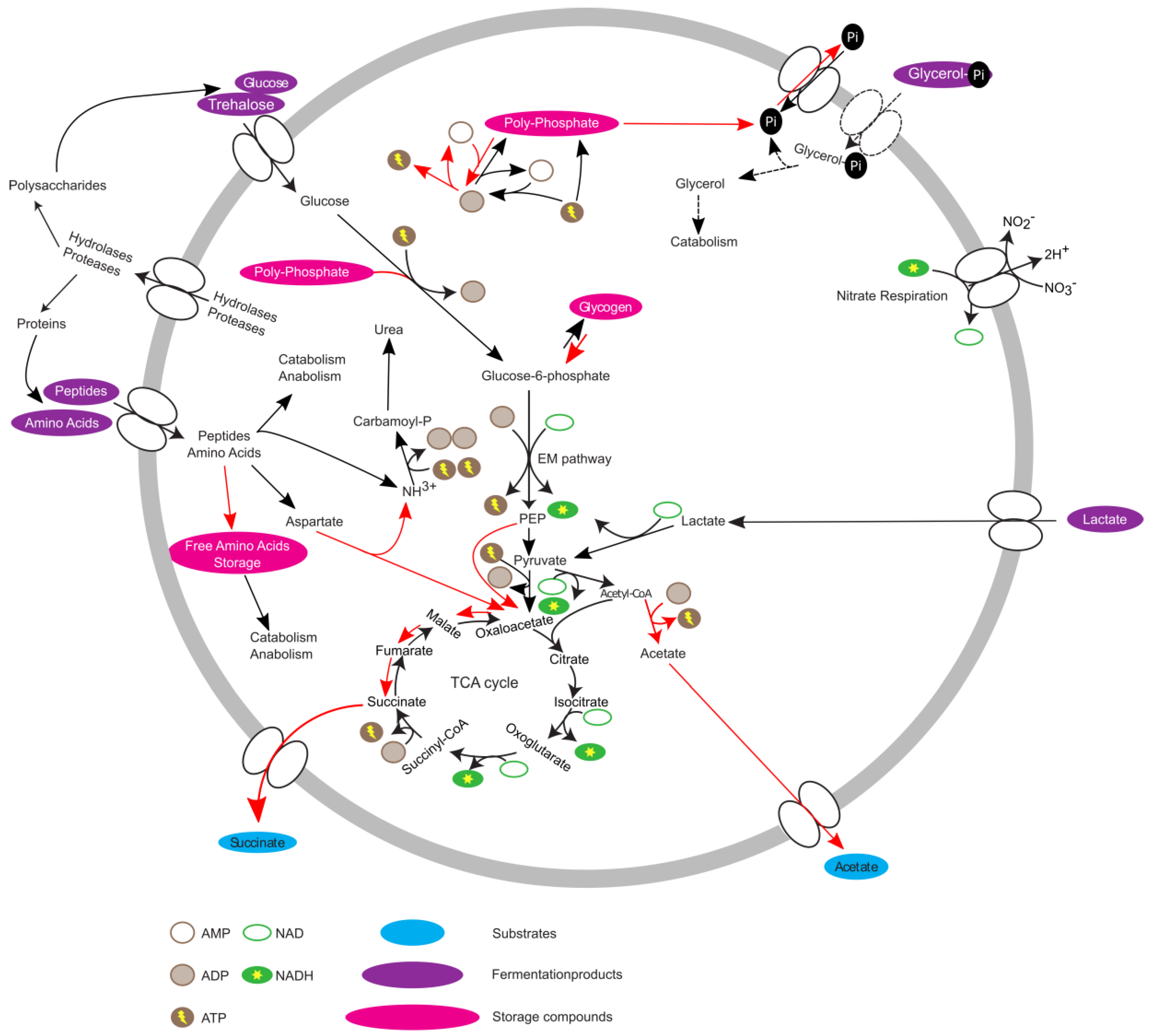 Proteomes 07 00016 g004