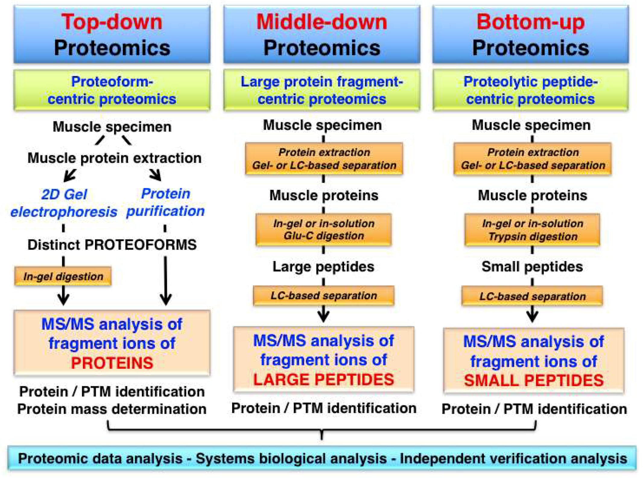 Proteomes 07 00025 g001