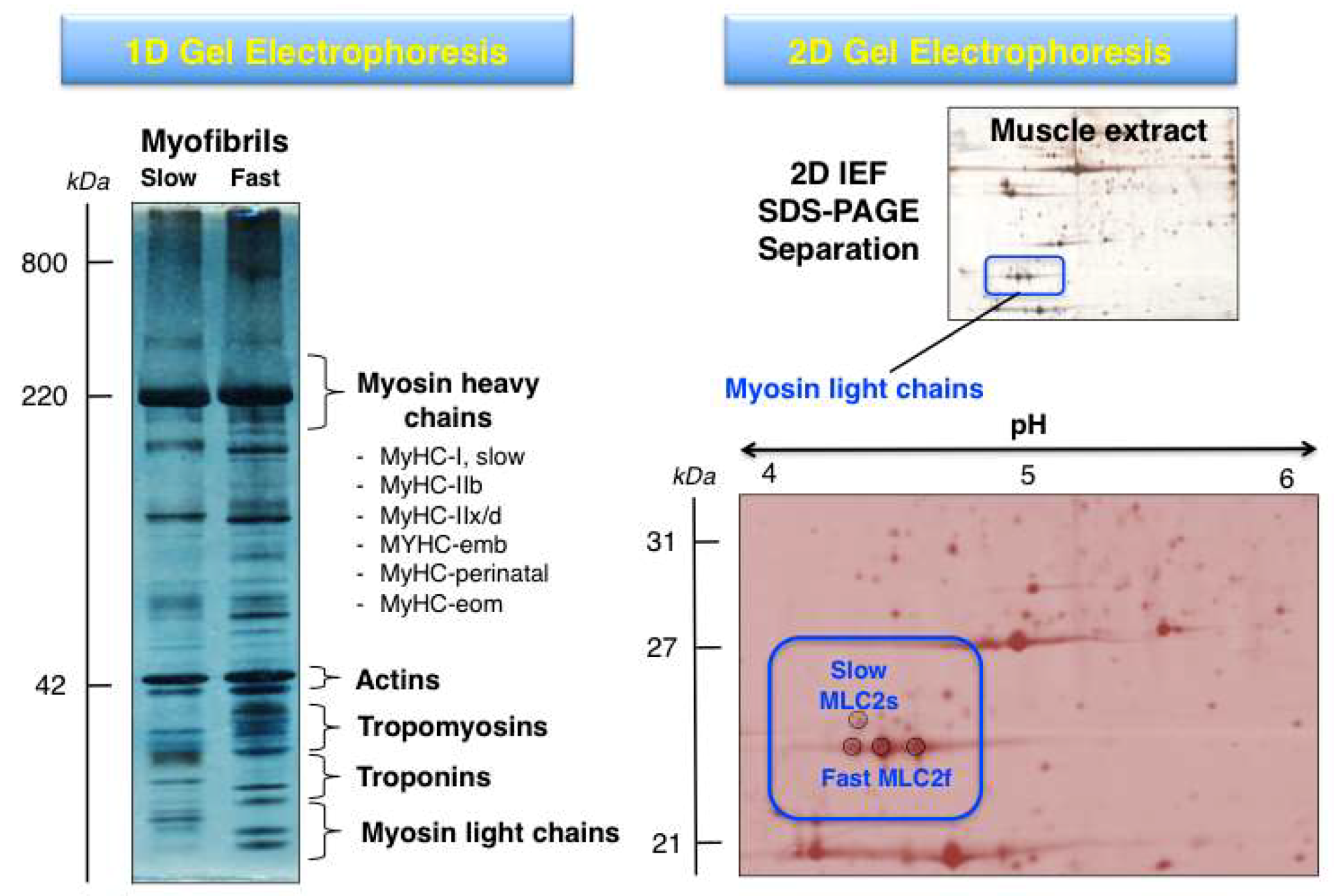 Proteomes 07 00025 g003