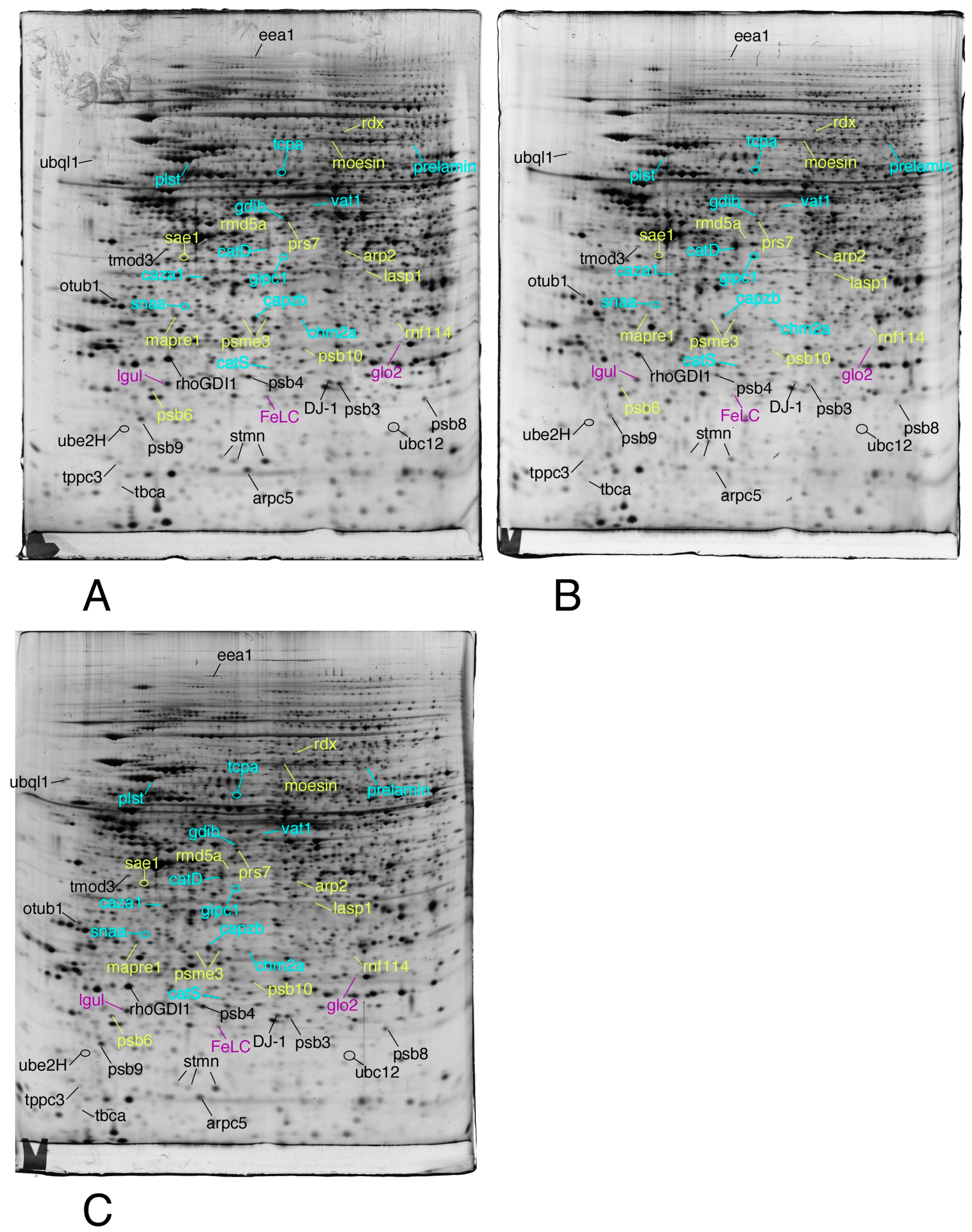 Proteomes 07 00026 g003