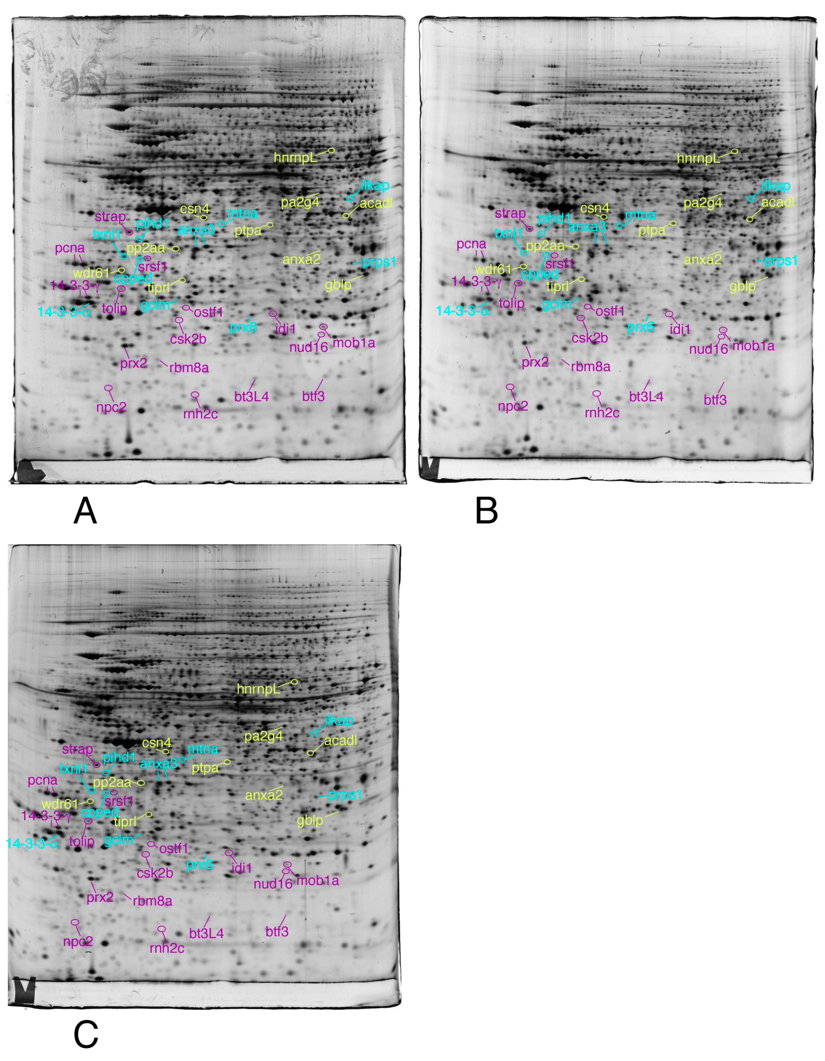 Proteomes 07 00026 g004