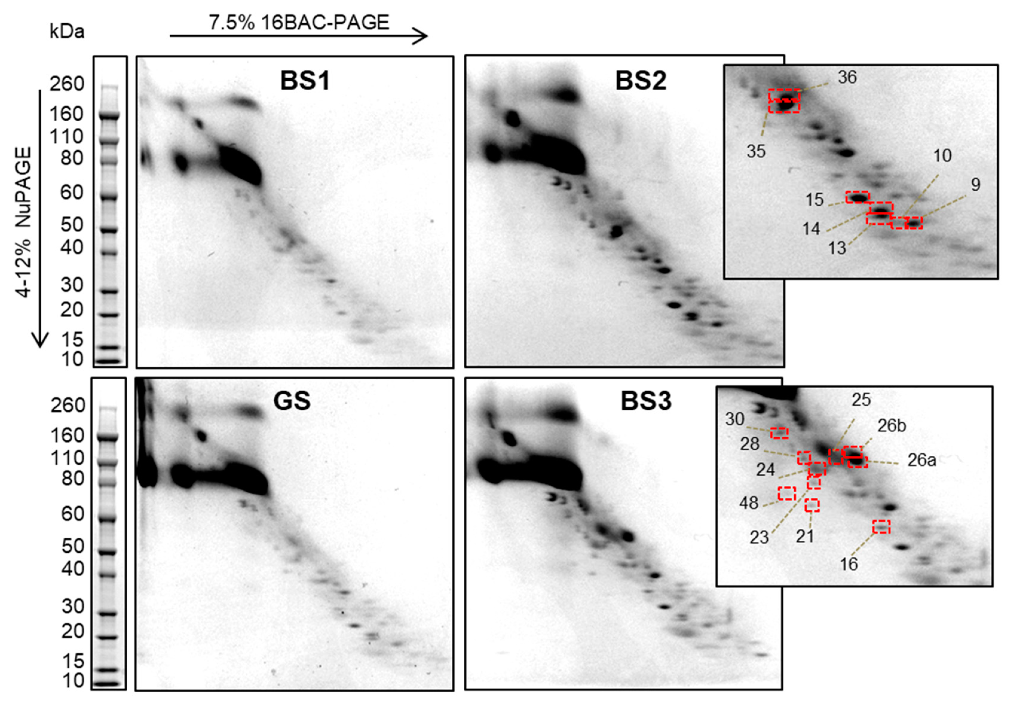 Proteomes 08 00009 g001 Proteomes 08 00009 g001