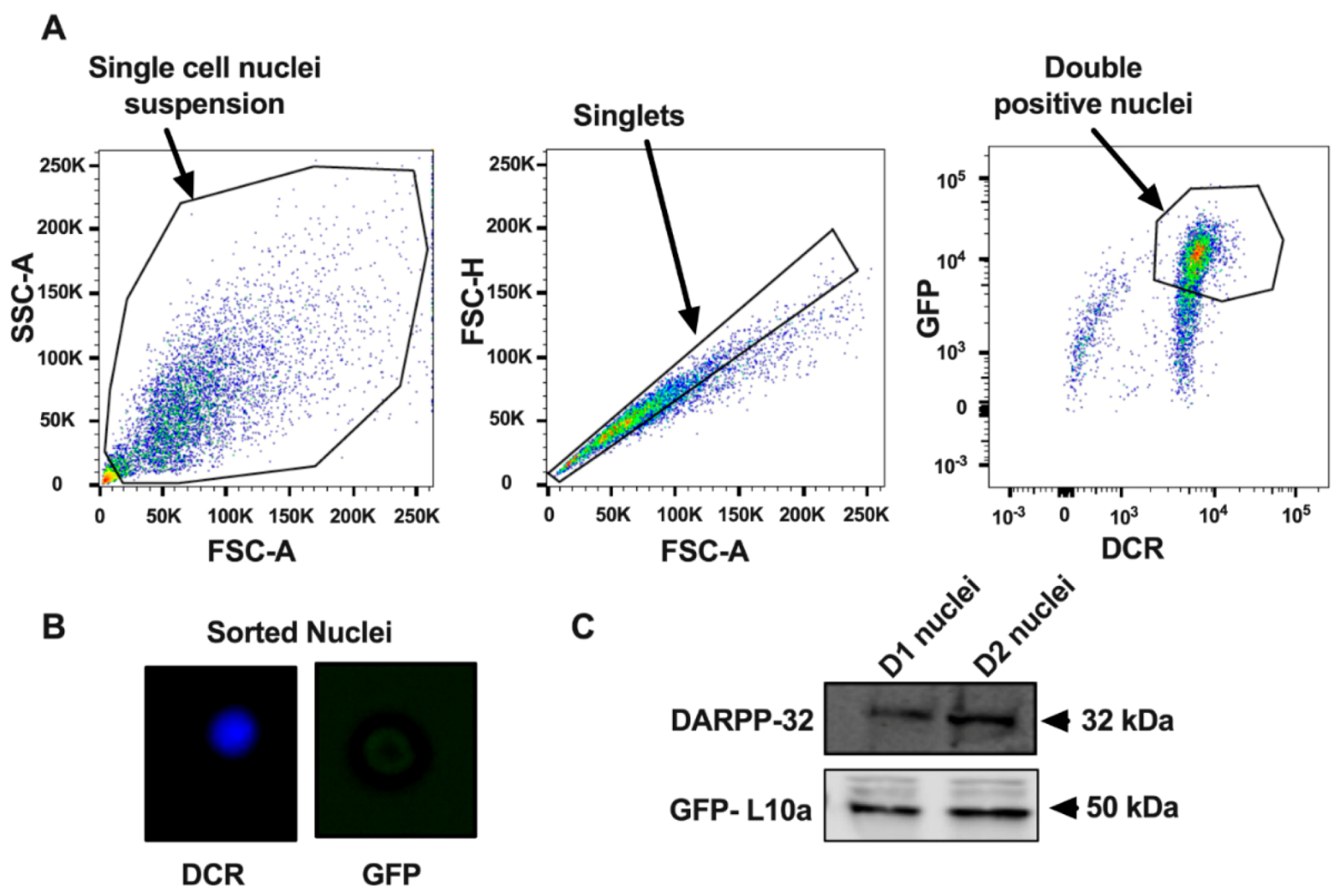 Proteomes 08 00027 g002