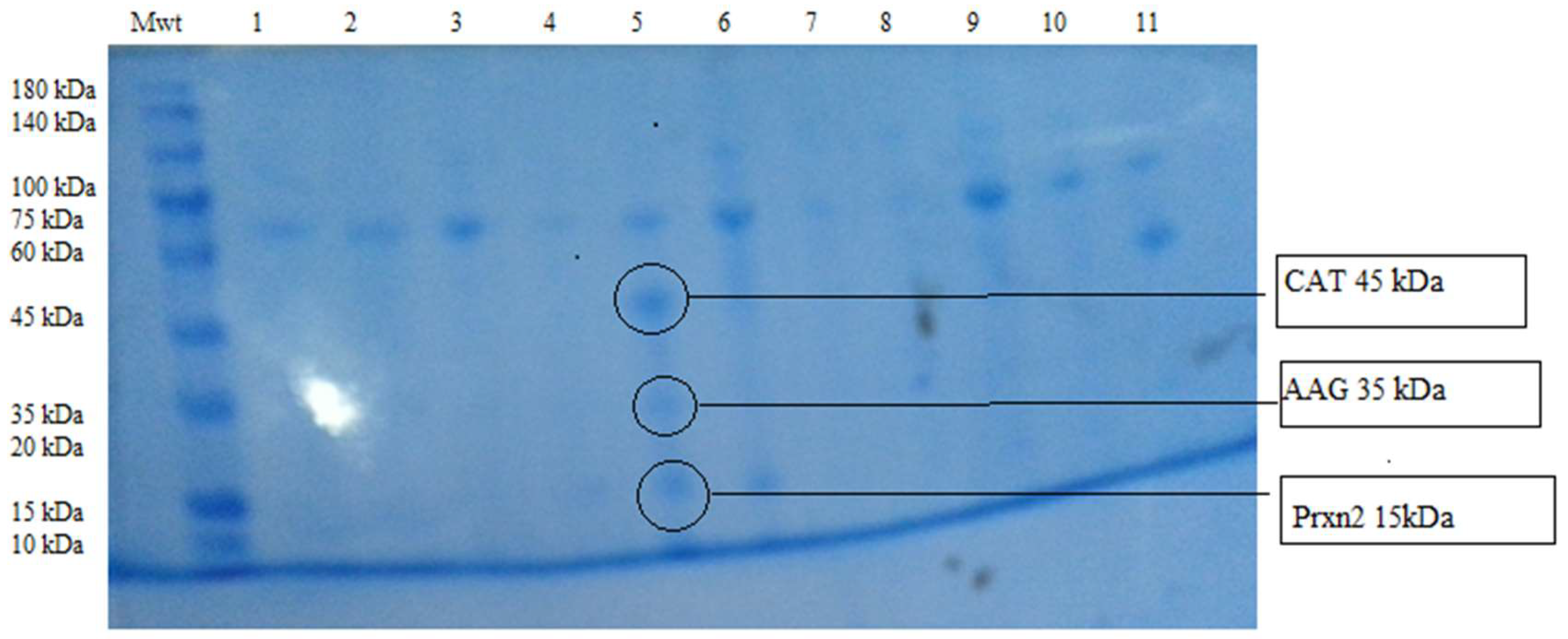 Proteomes 08 00032 g001