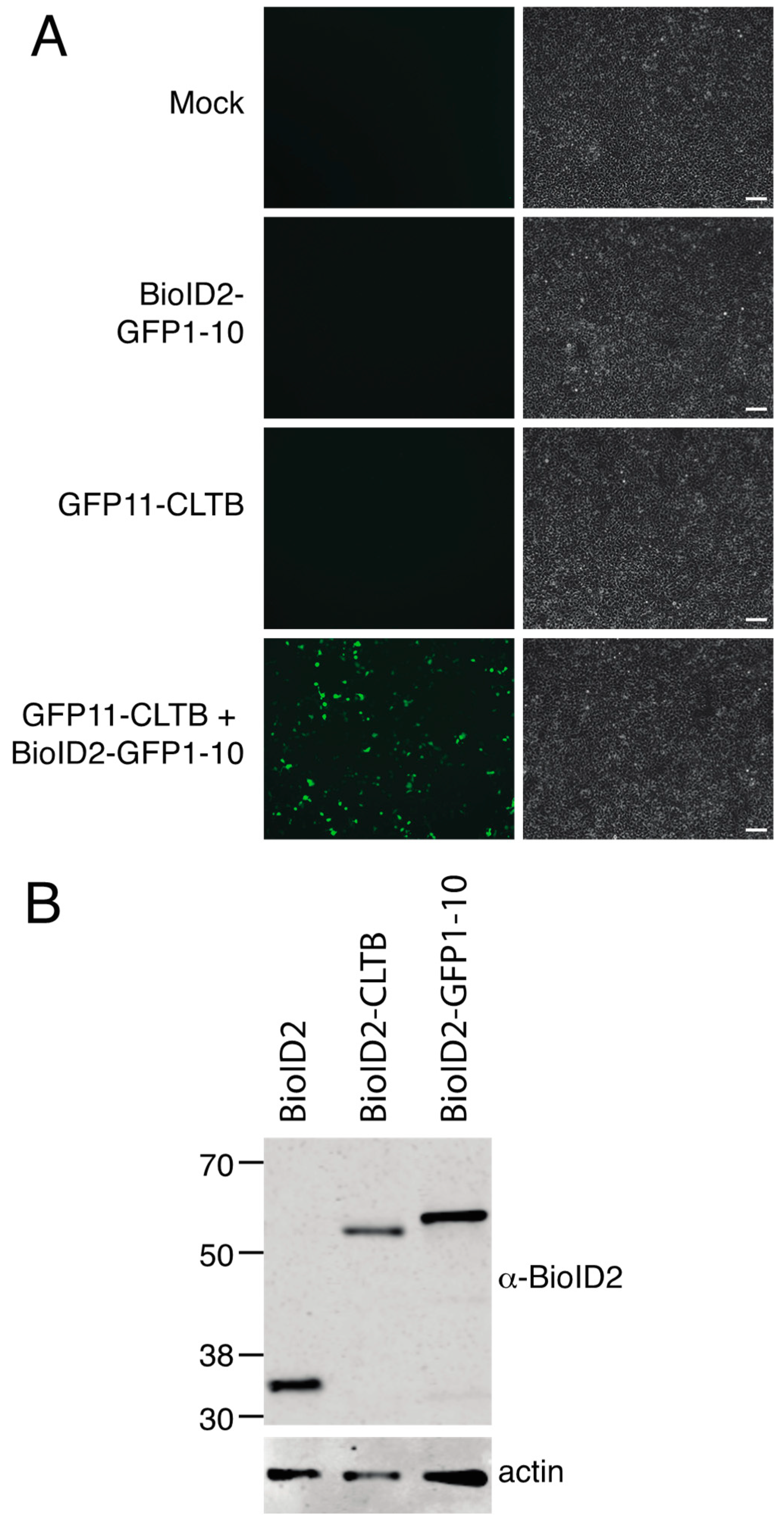 Proteomes 08 00037 g001