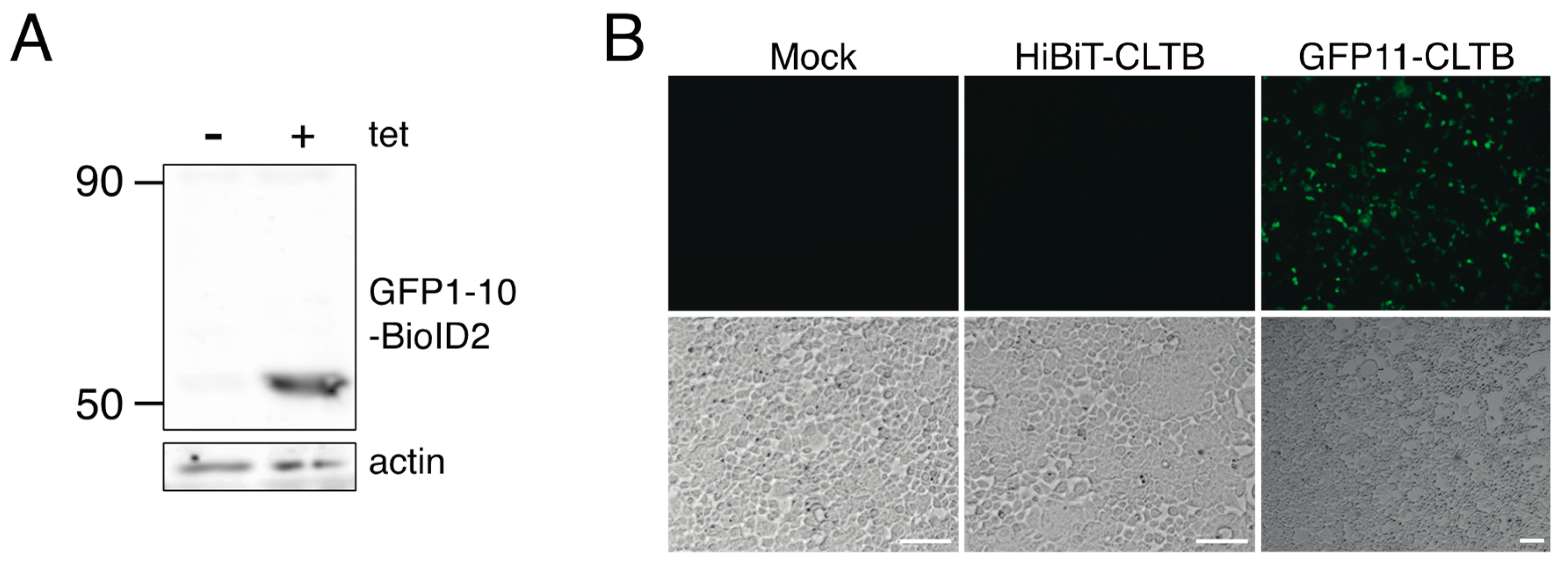 Proteomes 08 00037 g004