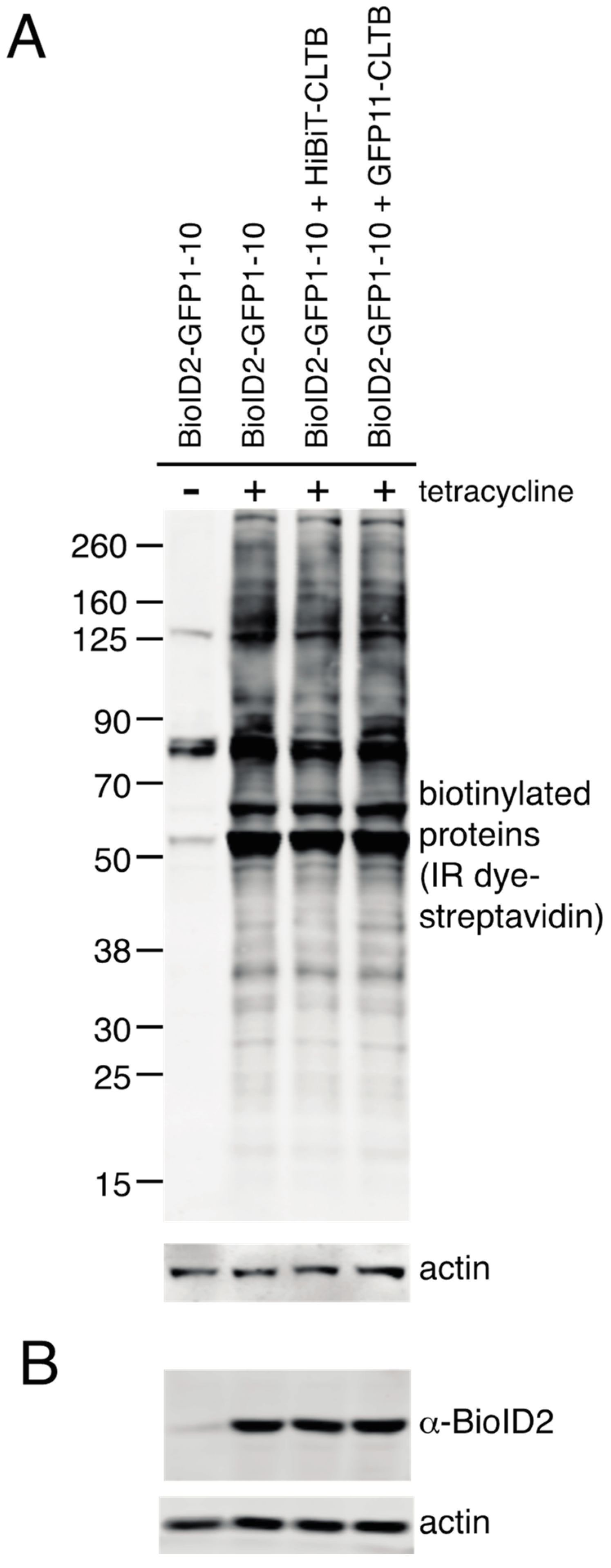 Proteomes 08 00037 g005