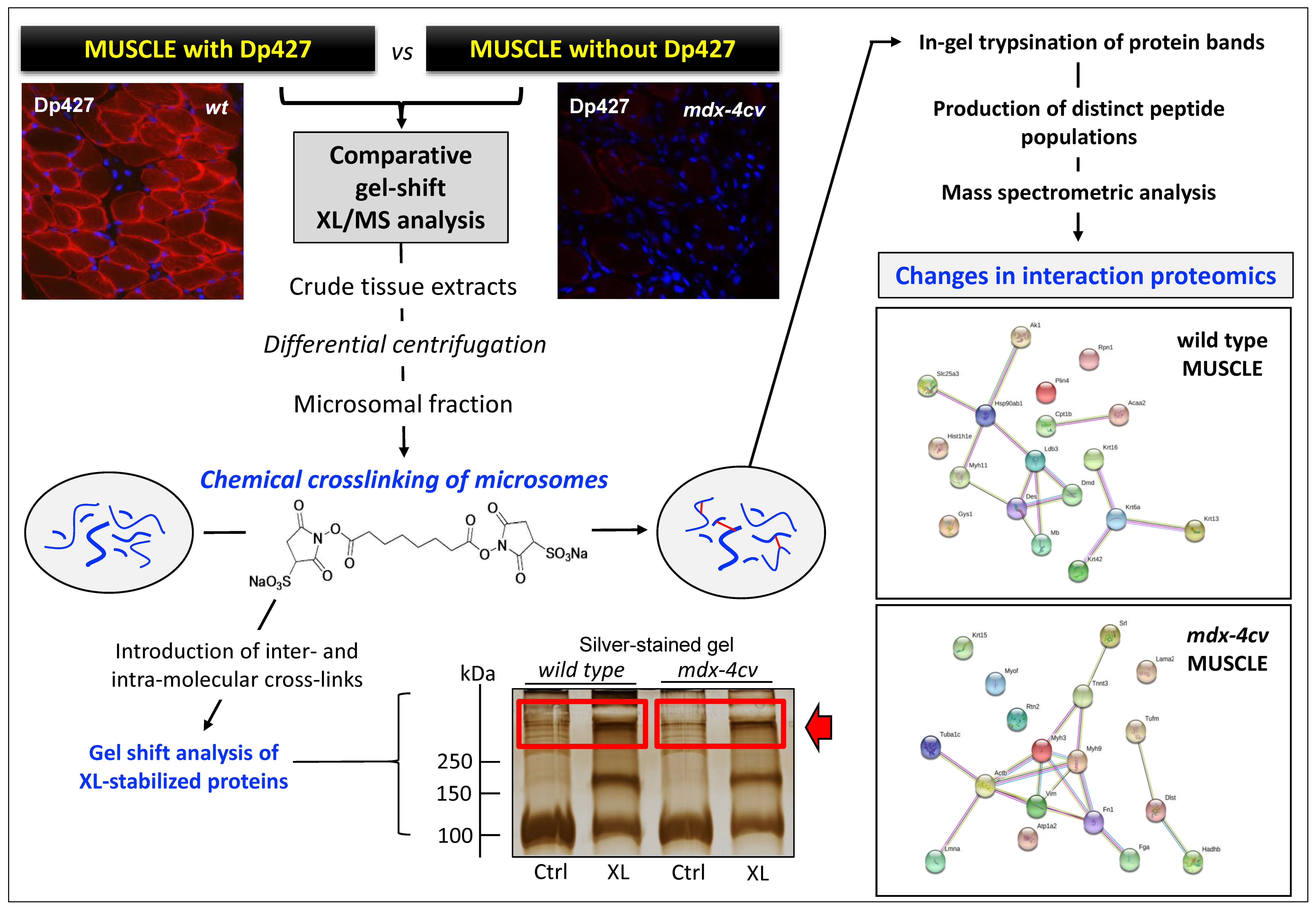 Proteomes 09 00009 g004