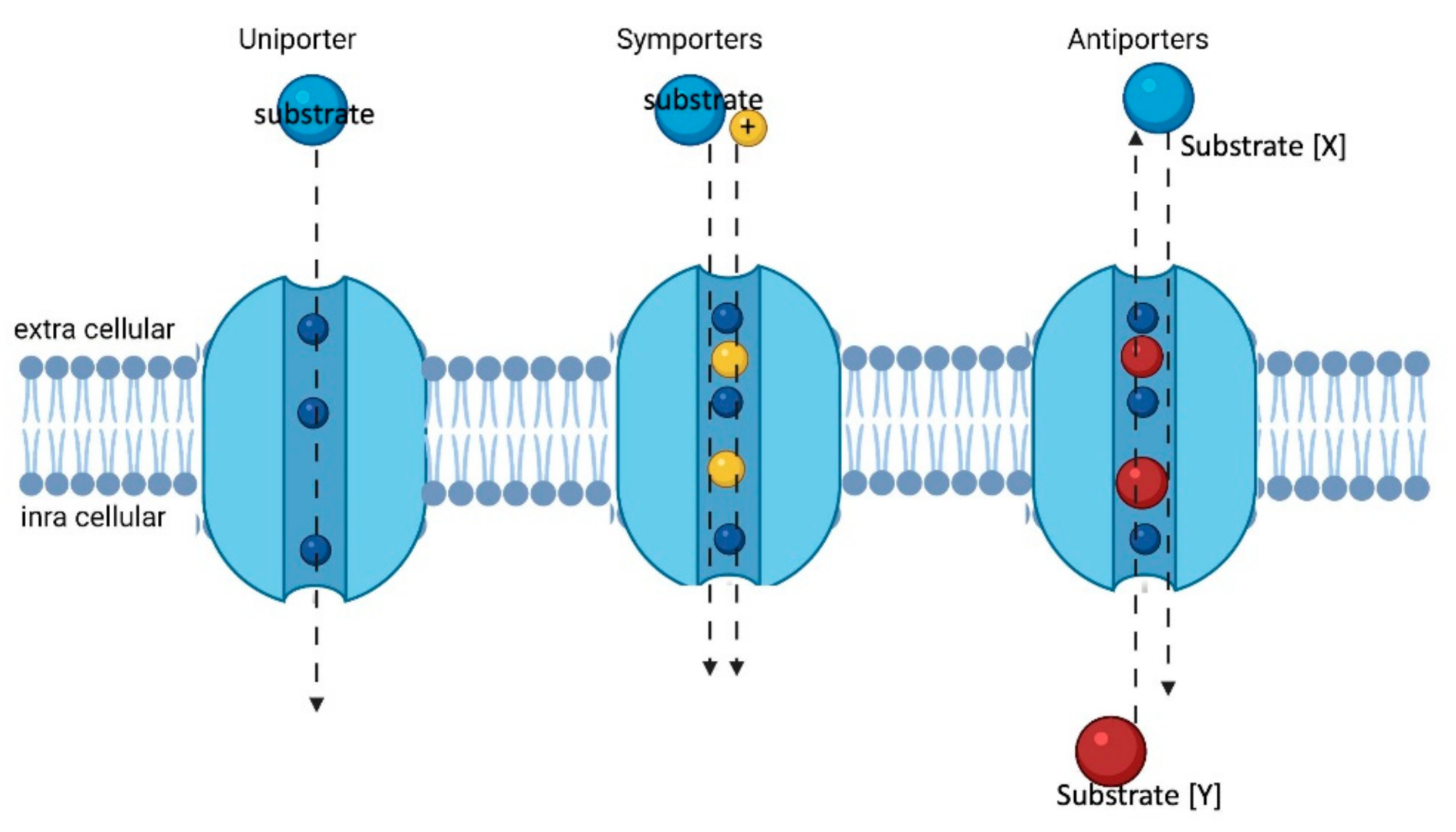 Proteomes 09 00023 g004