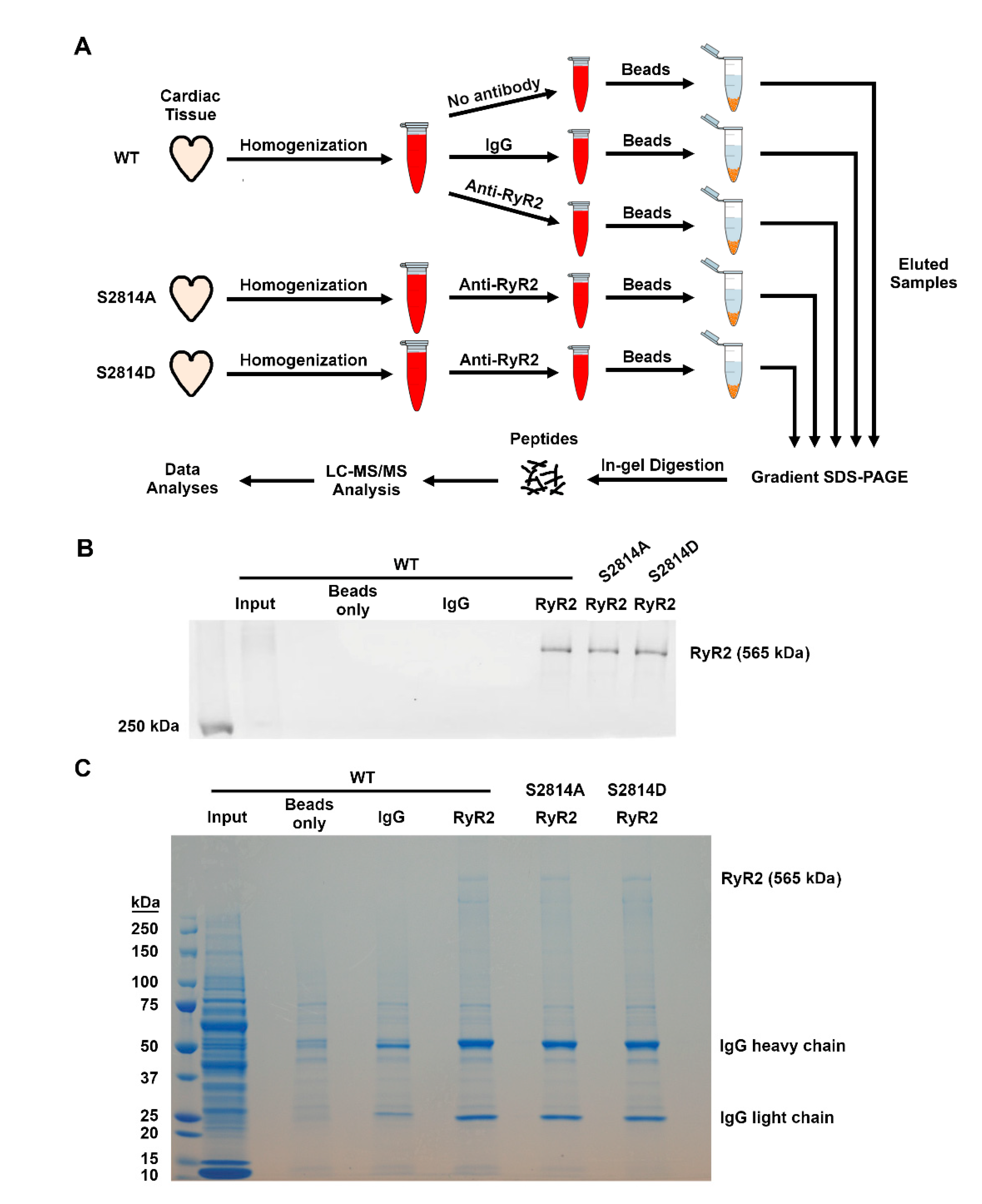 Proteomes 09 00027 g001