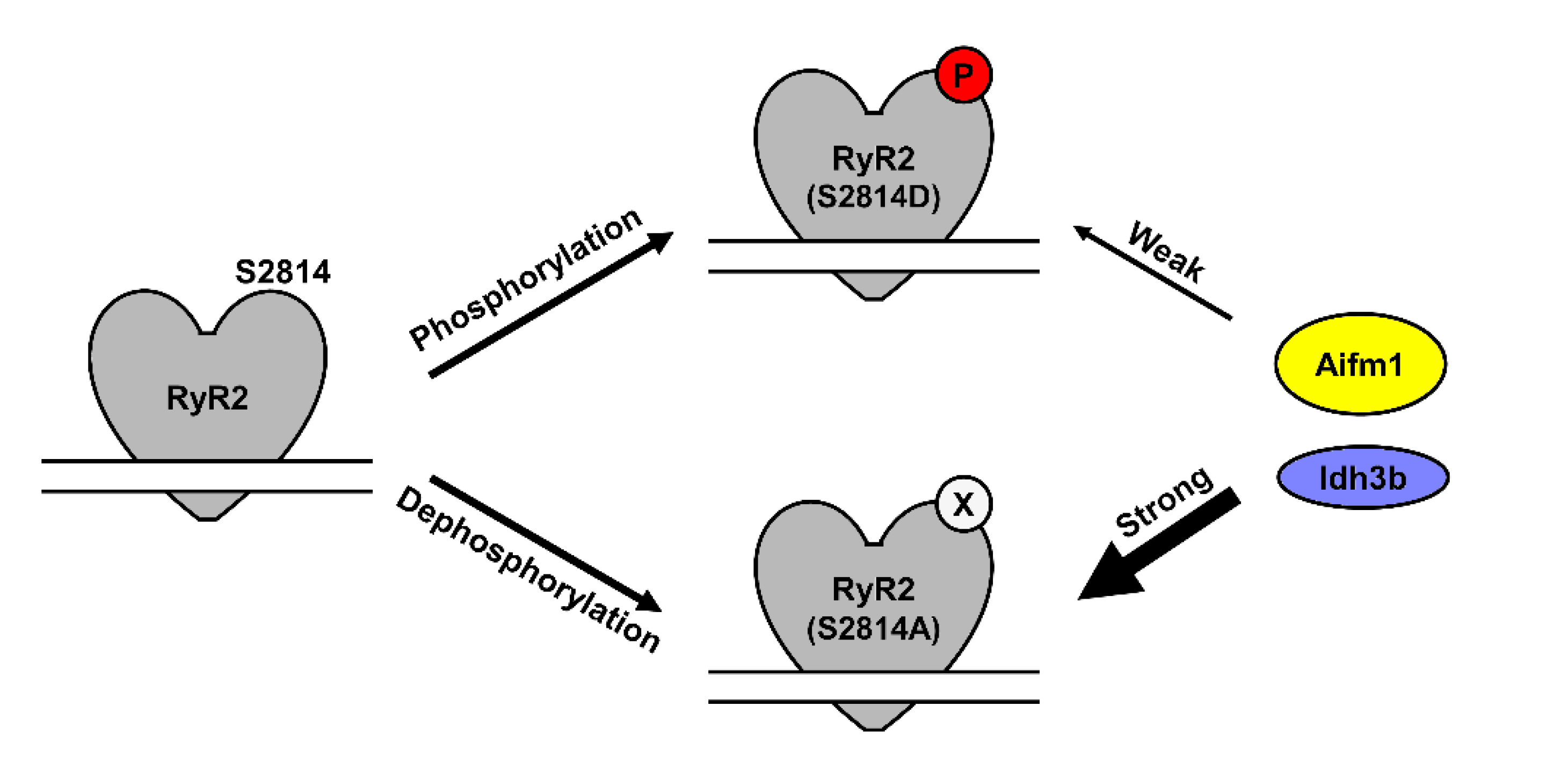 Proteomes 09 00027 g005