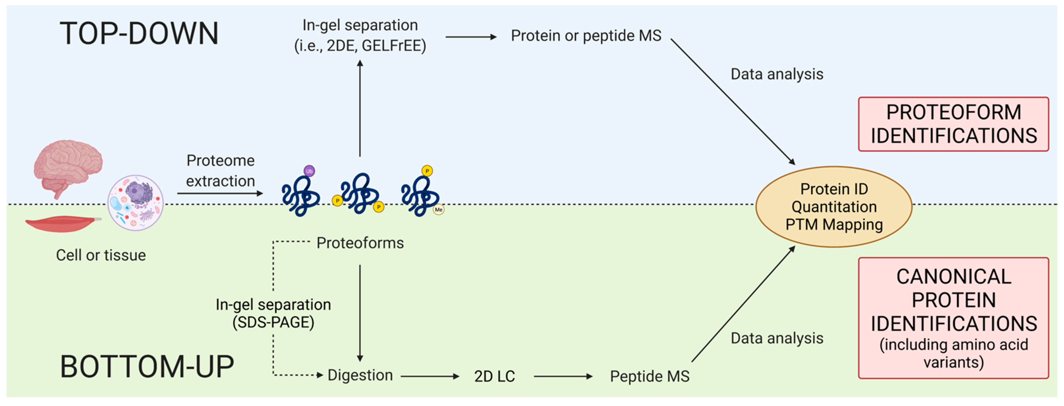 Proteomes 09 00038 g003