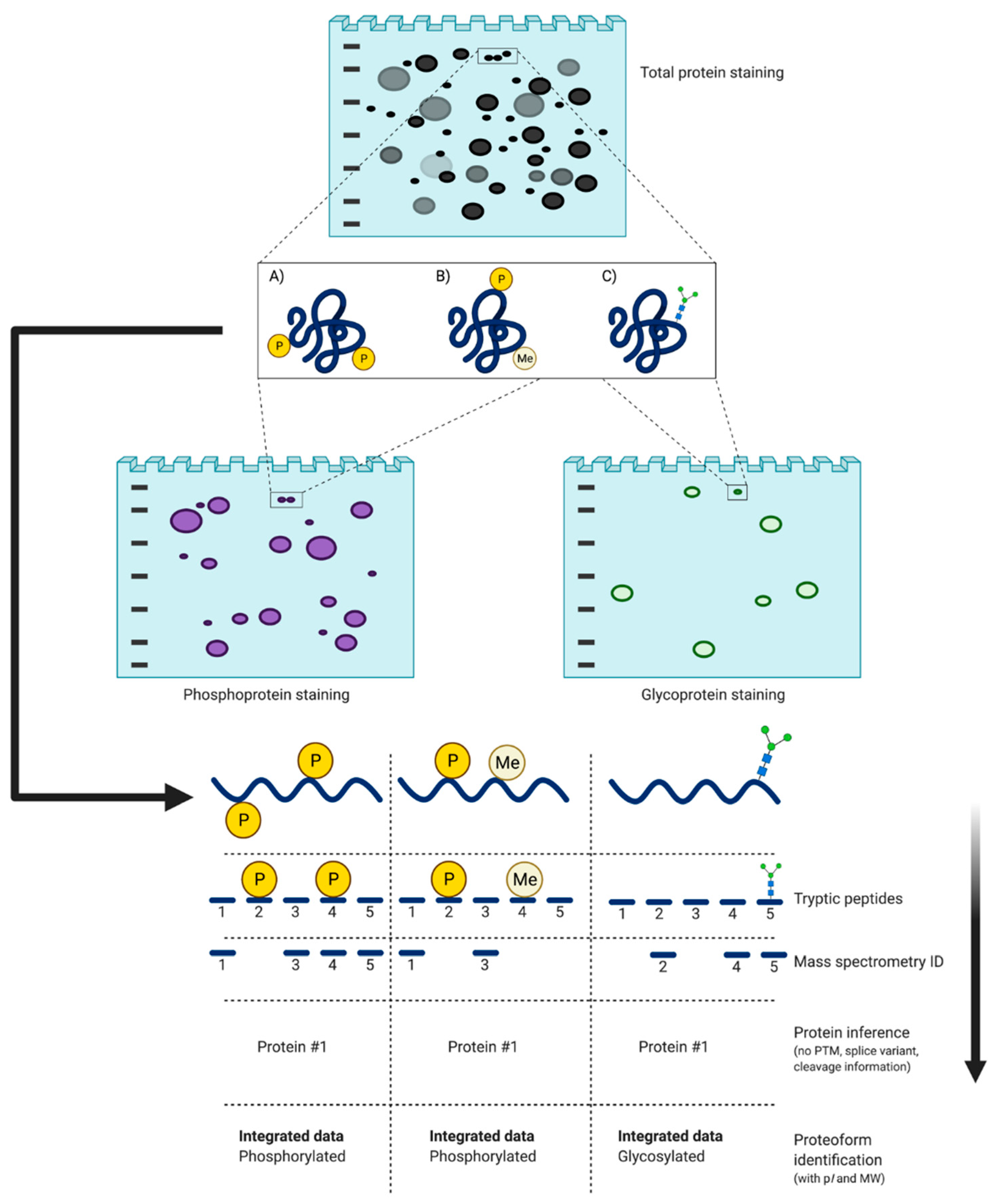 Proteomes 09 00038 g006