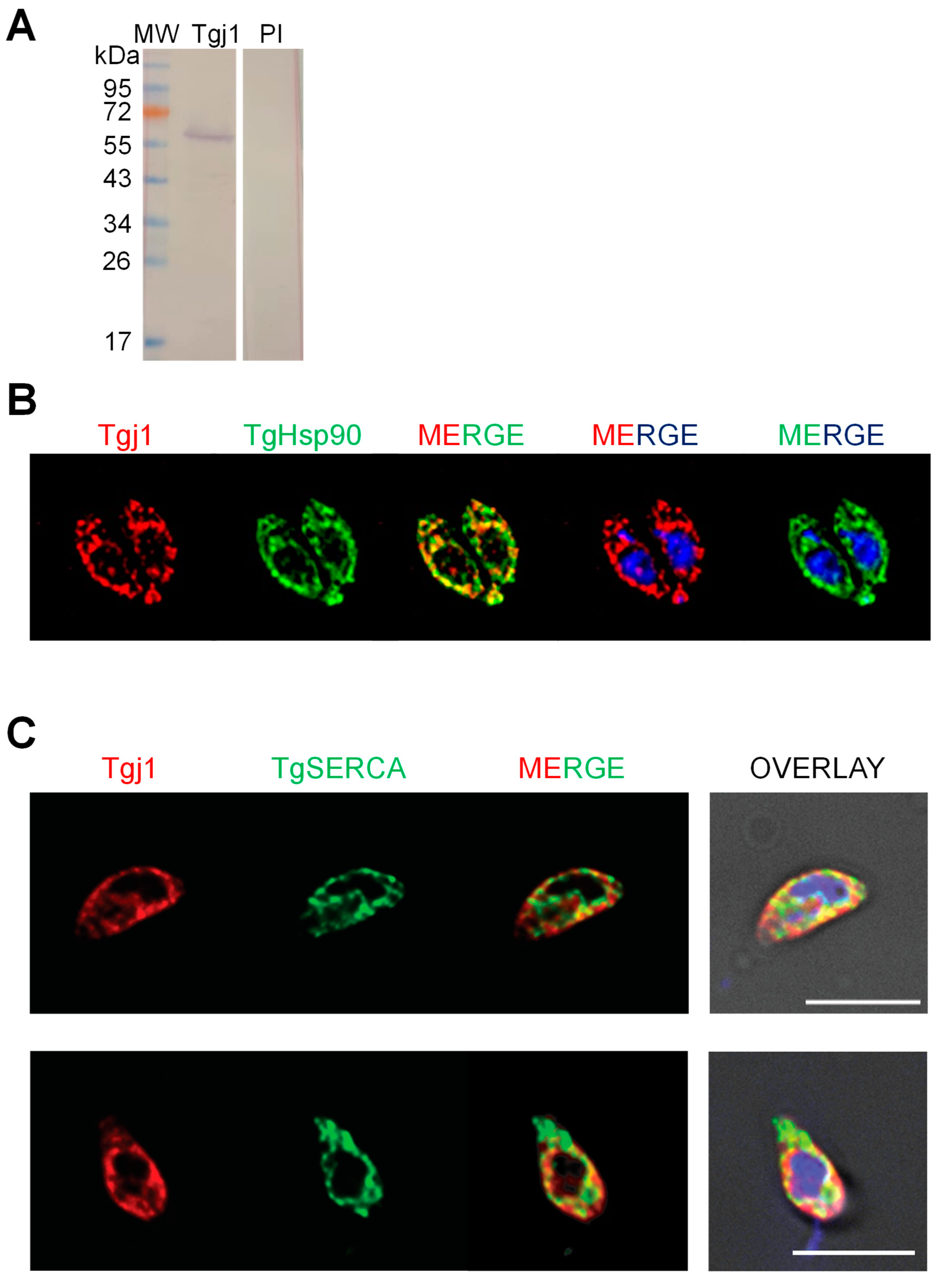 Proteomes 11 00009 g002