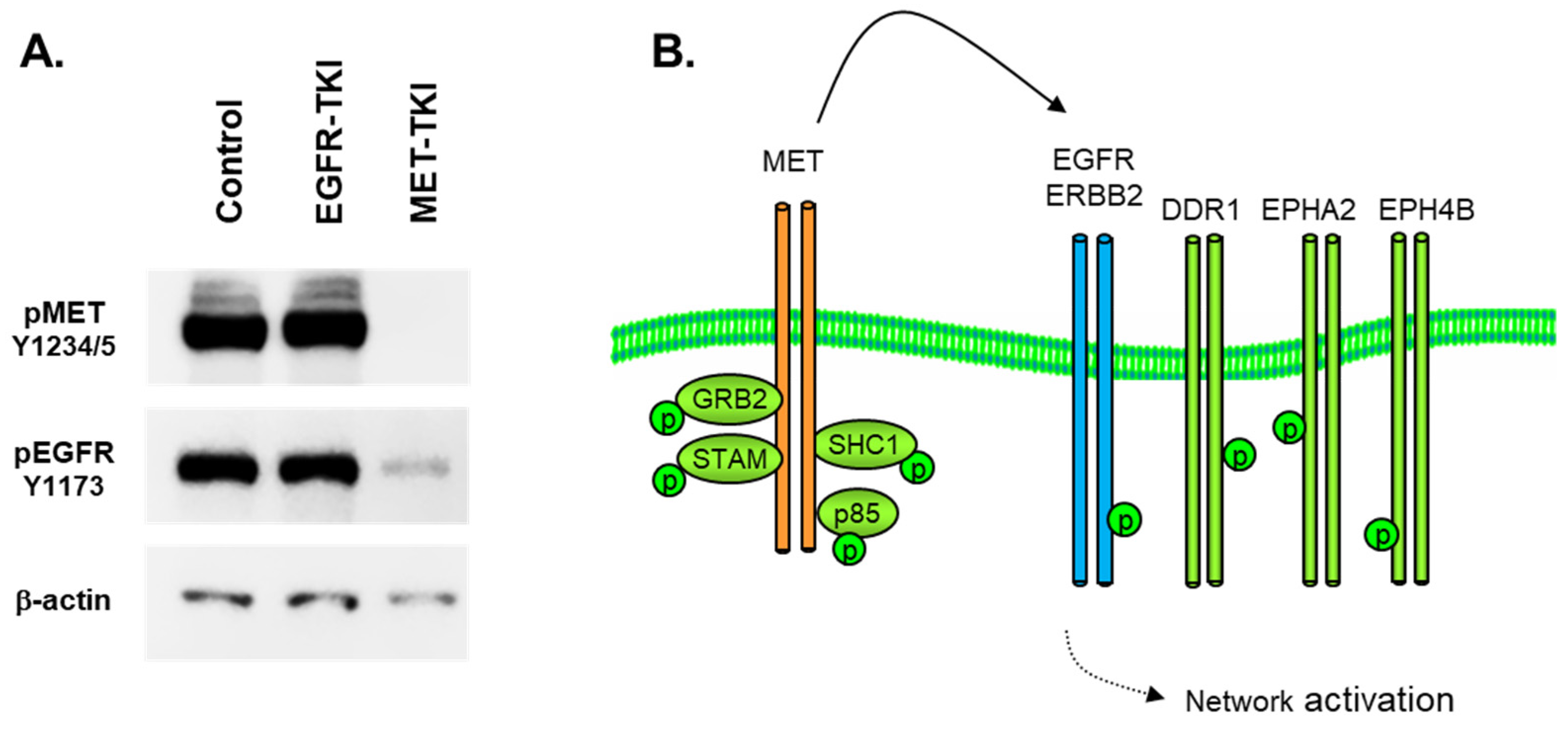 Proteomes 11 00020 g003