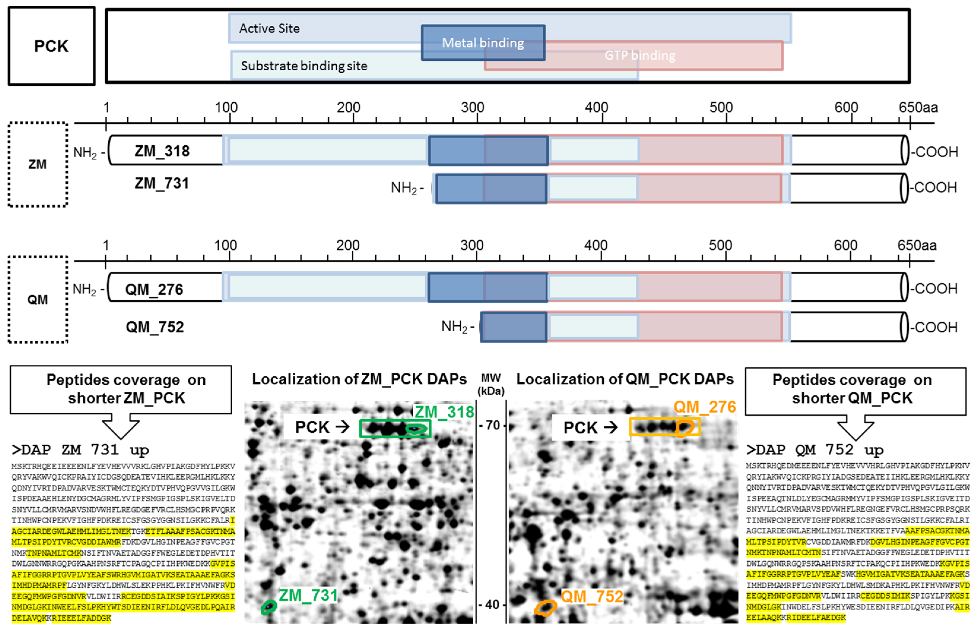 Proteomes 12 00010 g004