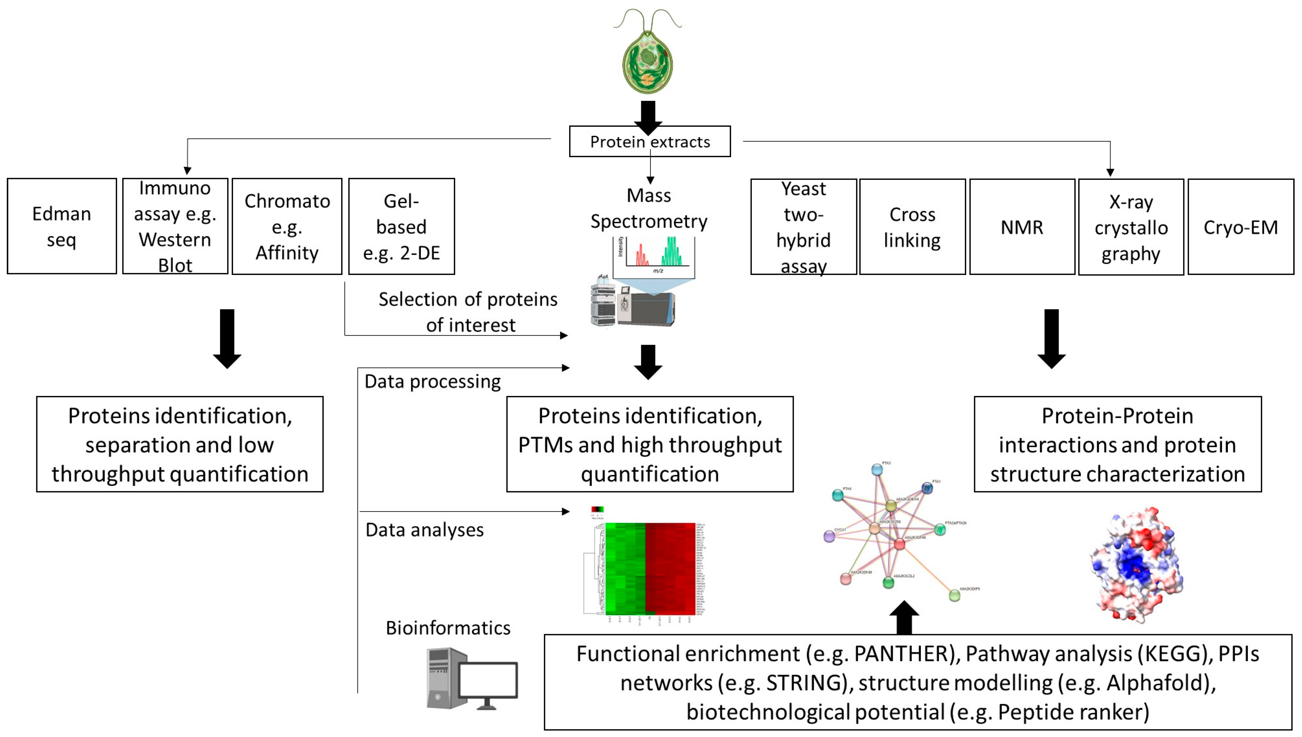 Proteomes 12 00013 g002