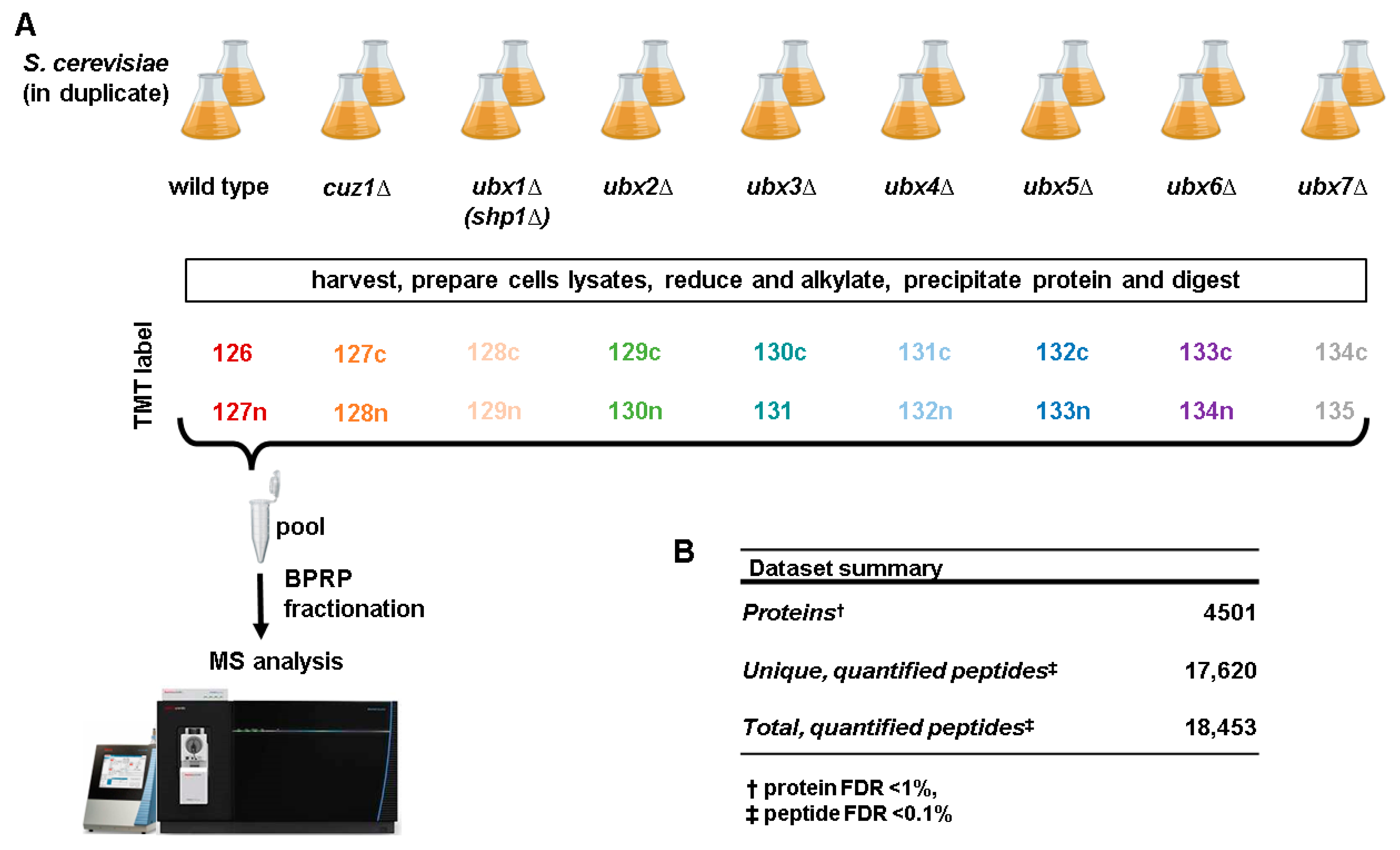 Proteomes 12 00031 g001