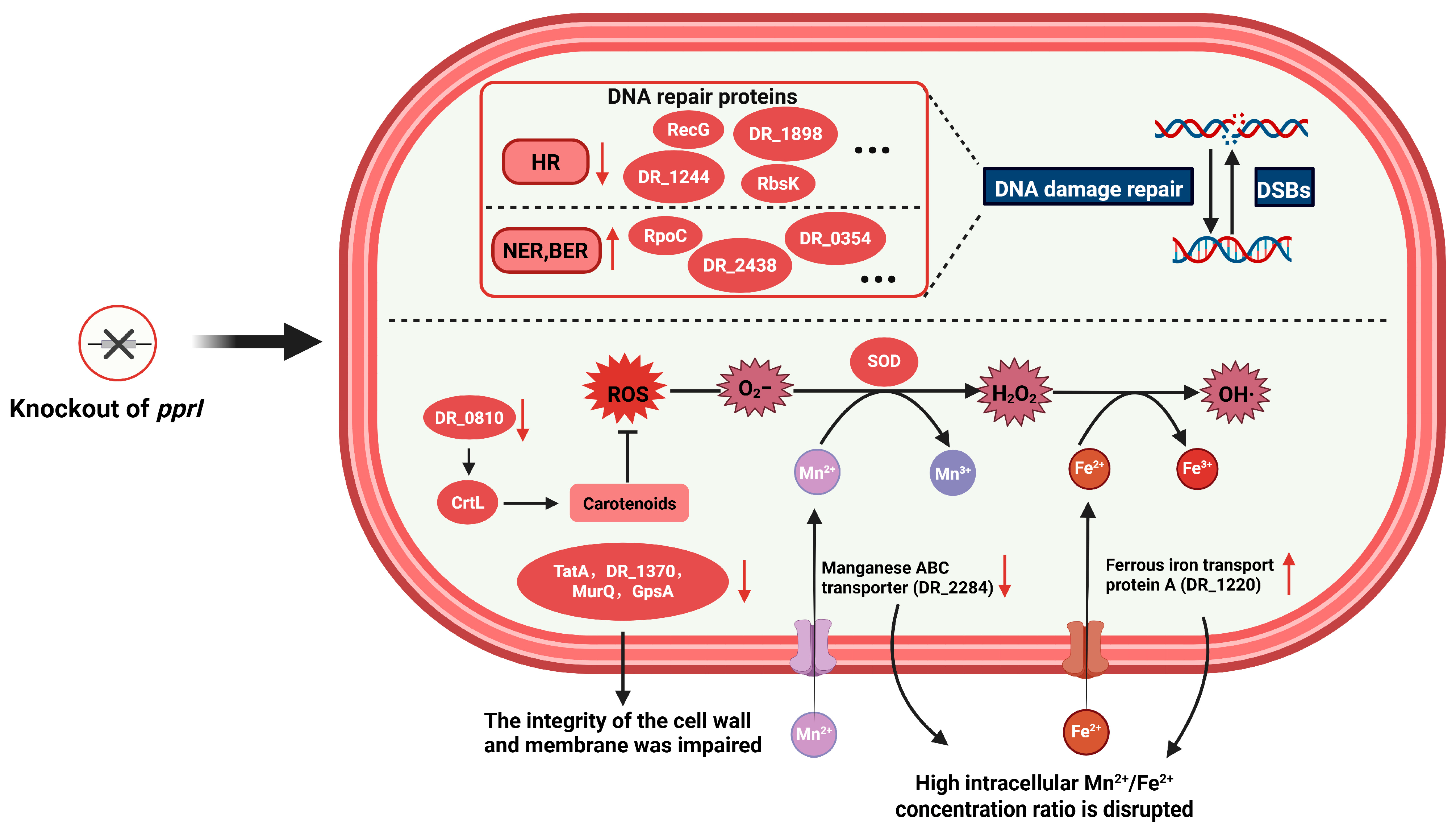 Proteomes 13 00019 g005
