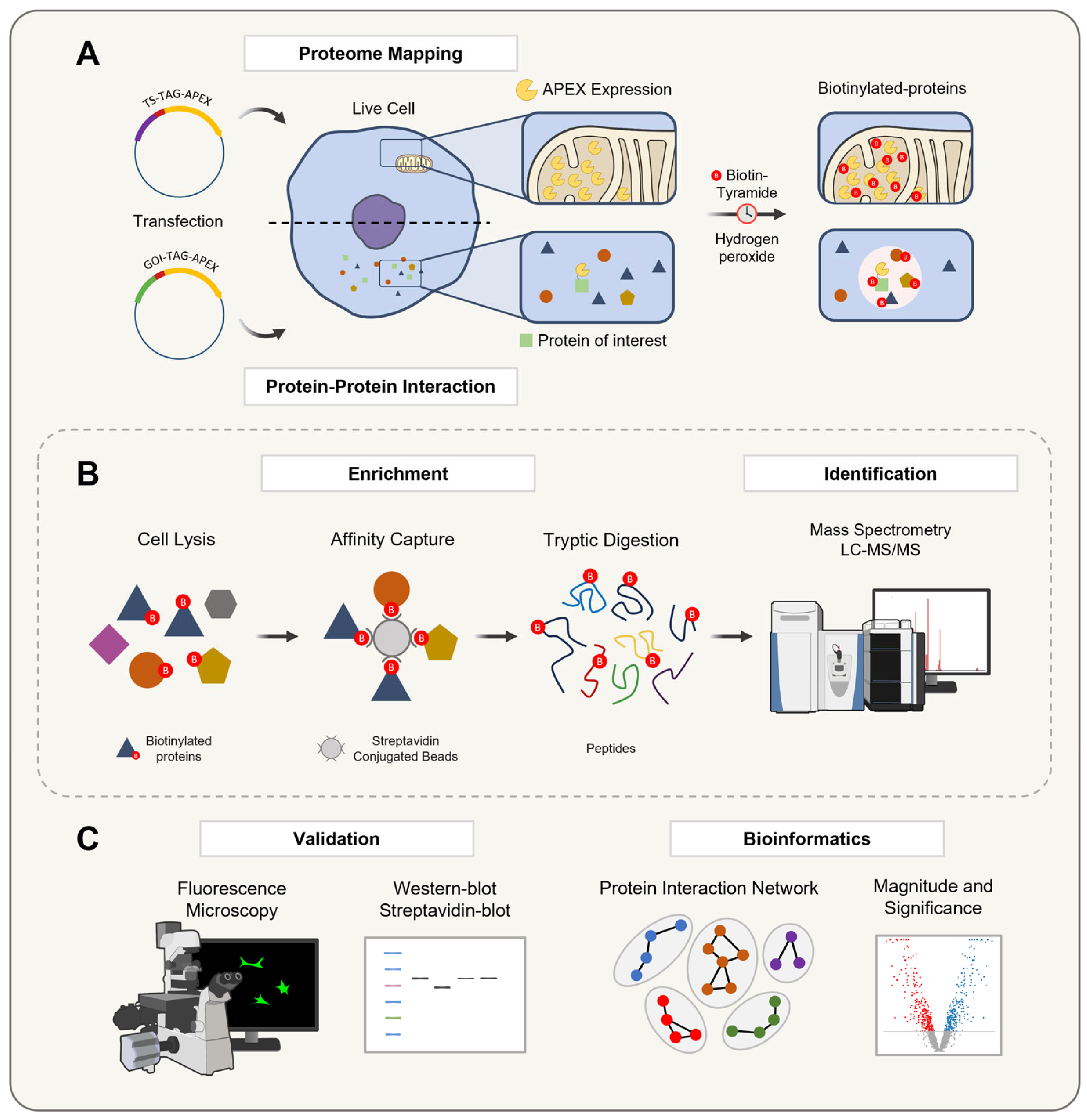 Proteomes 13 00026 g006