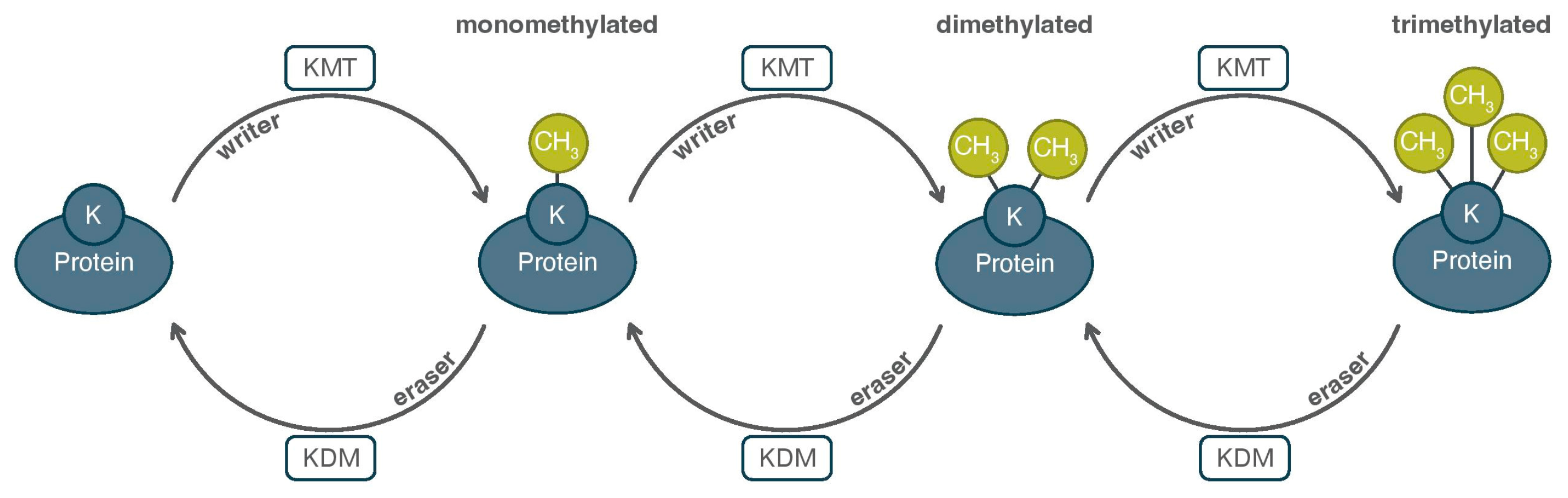 Proteomes 13 00037 g002