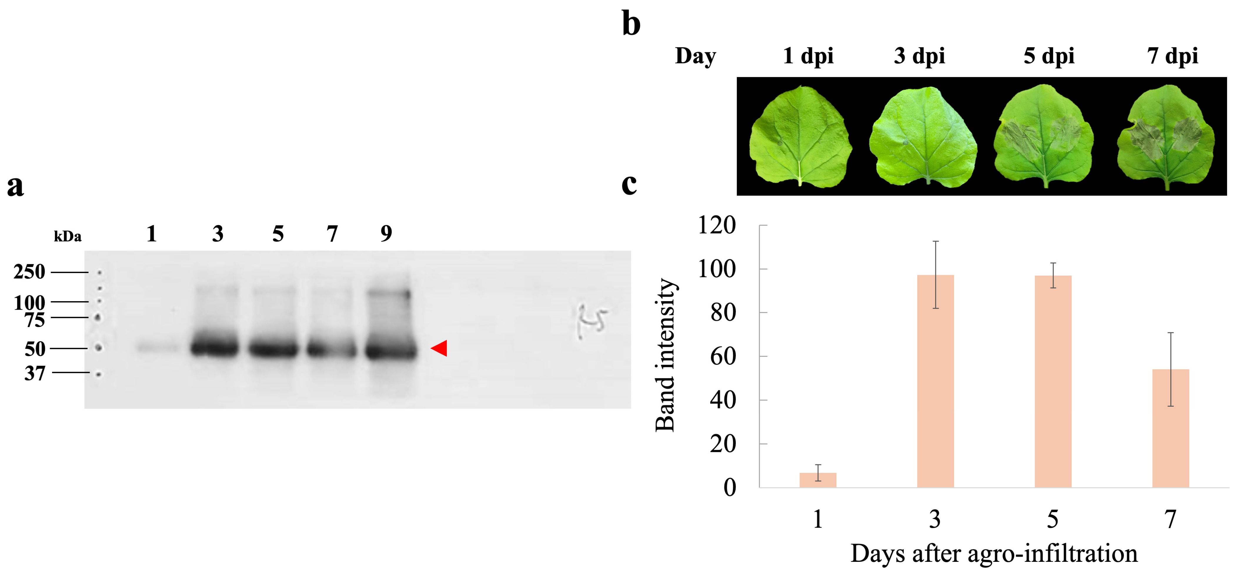 Proteomes 13 00059 g002 Proteomes 13 00059 g002