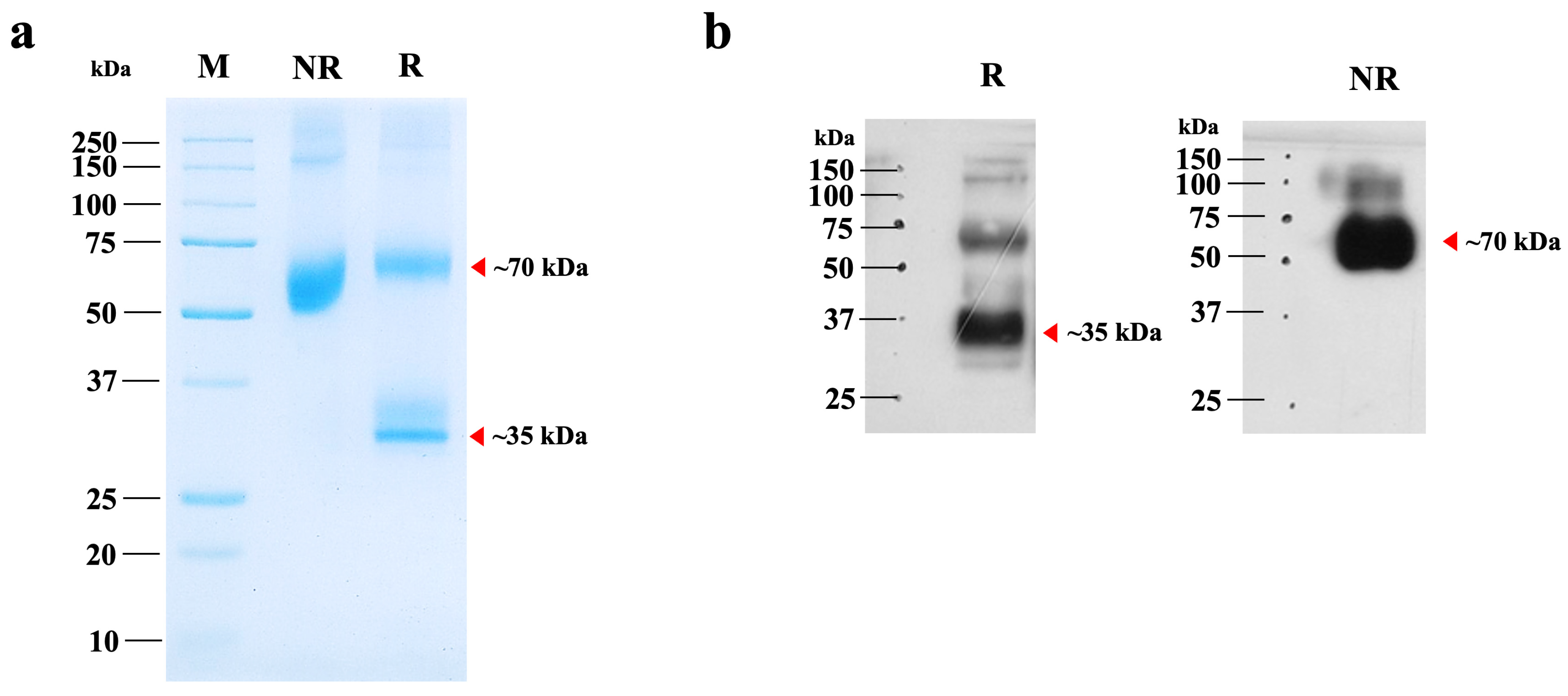 Proteomes 13 00059 g003 Proteomes 13 00059 g003