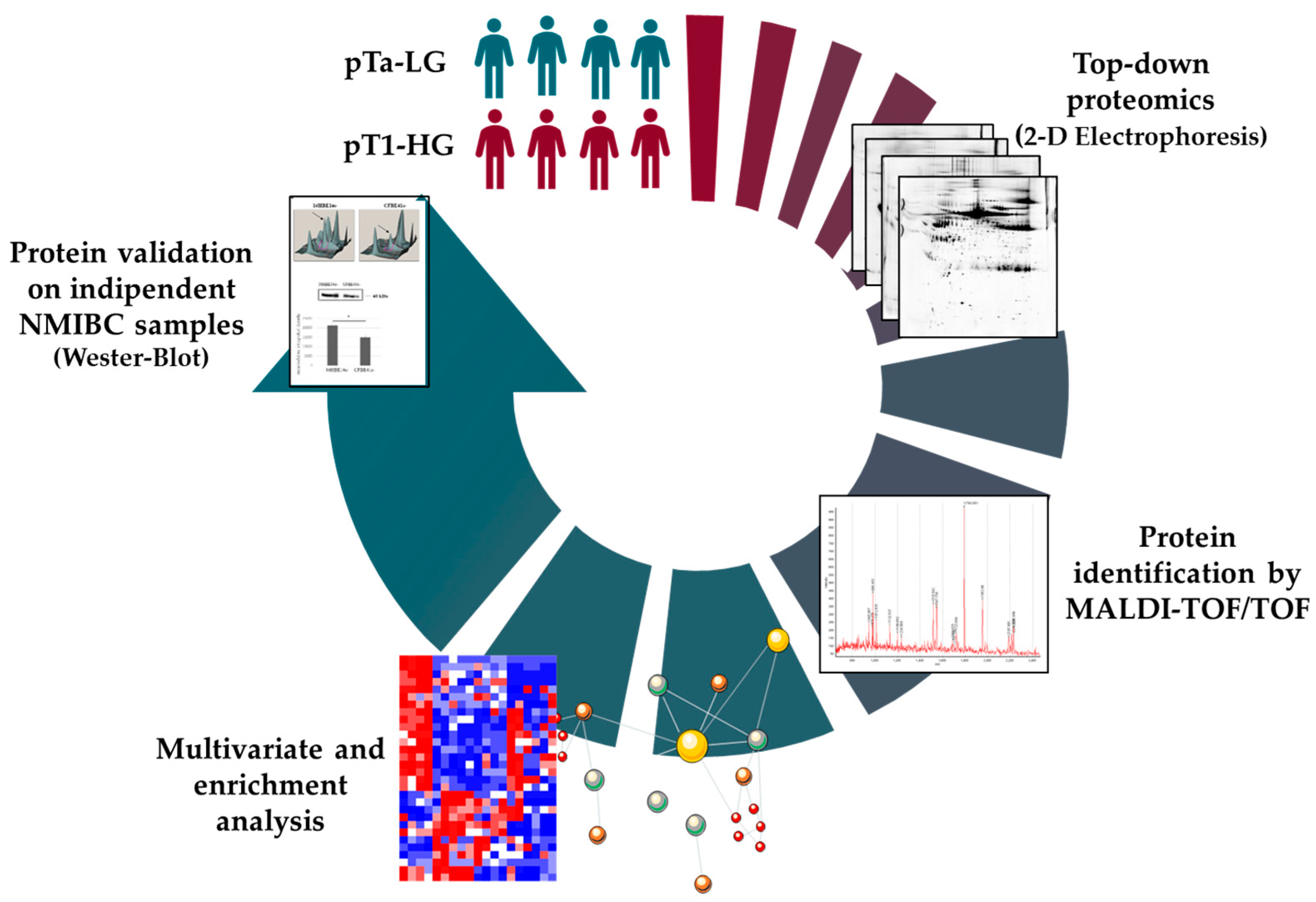 Proteomes 13 00065 g001 Proteomes 13 00065 g001