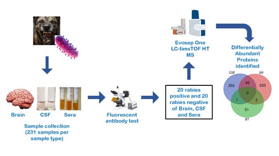 Showing the overall number of average protein groups and peptides obtained from the BT, SR and CSF positive and negative samples. The blue bars represent the identified protein groups, whereas the orange bars represent the identified peptides.
