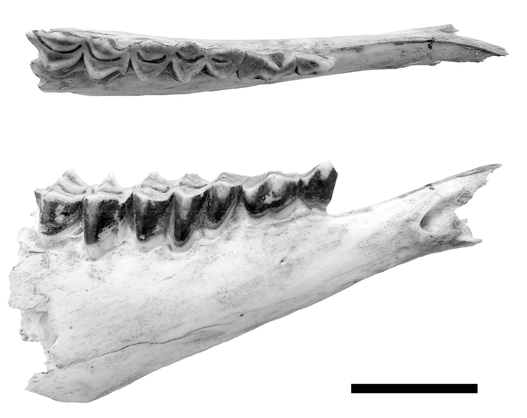 Quaternary 01 00004 g003