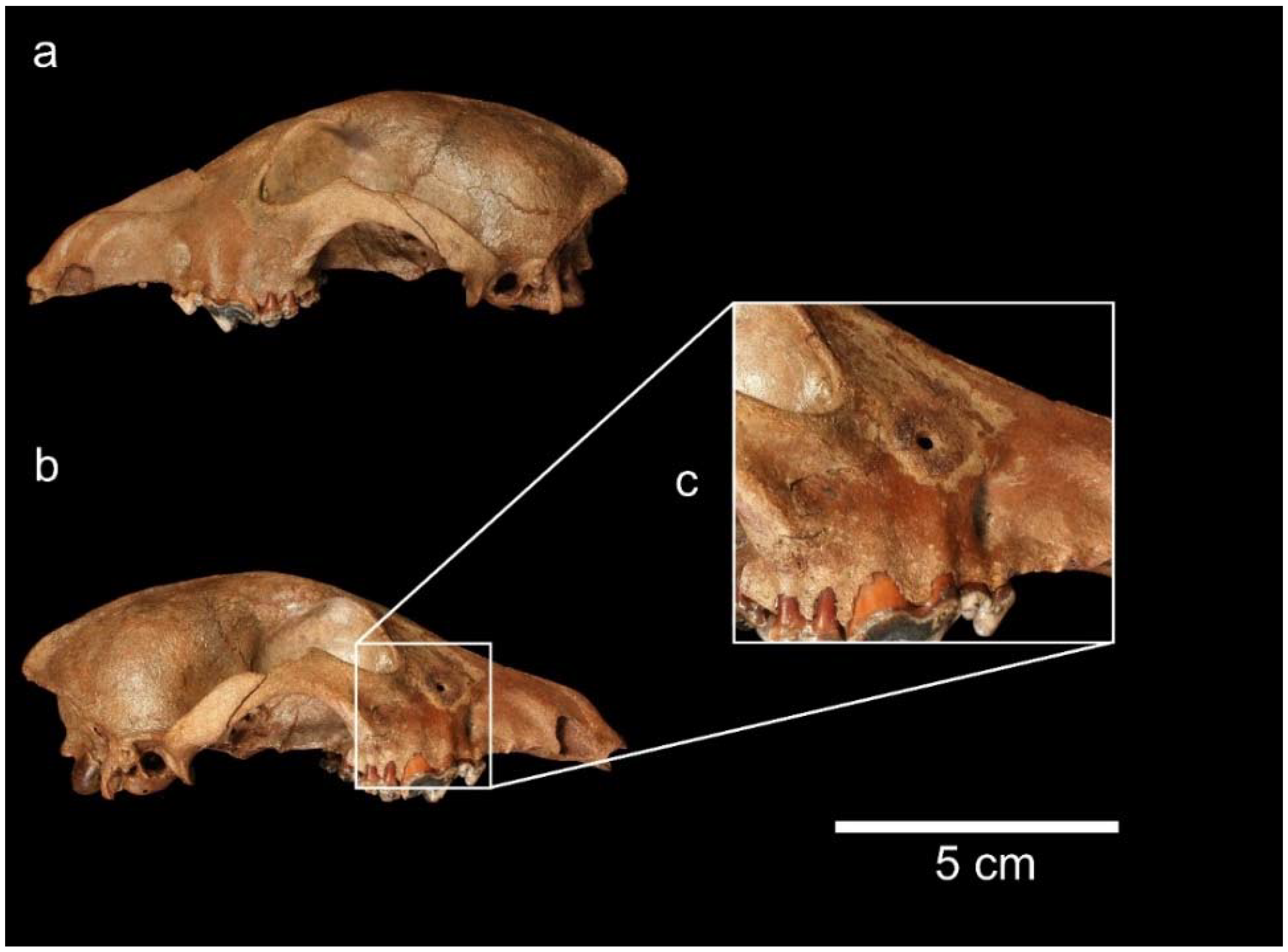 Quaternary 01 00011 g005