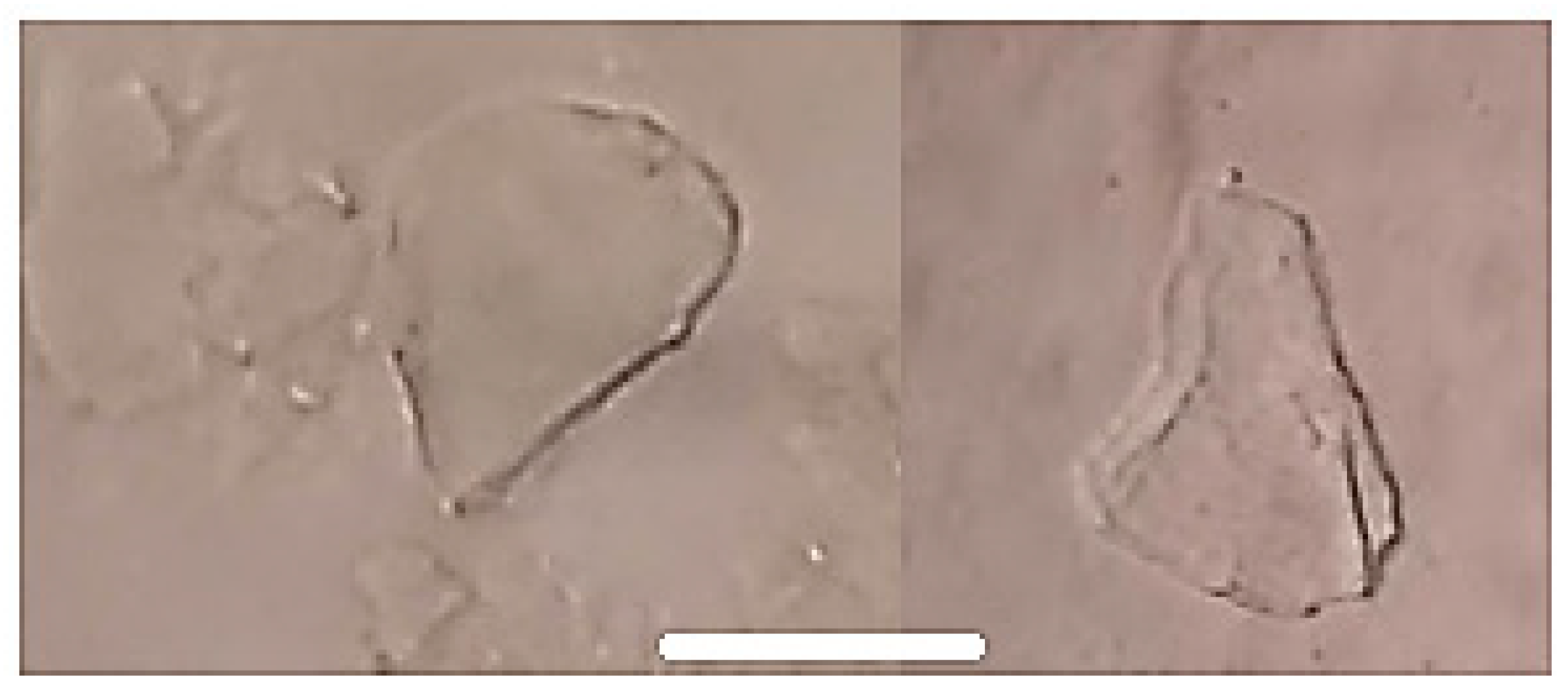 Quaternary 02 00003 g011 Quaternary 02 00003 g011