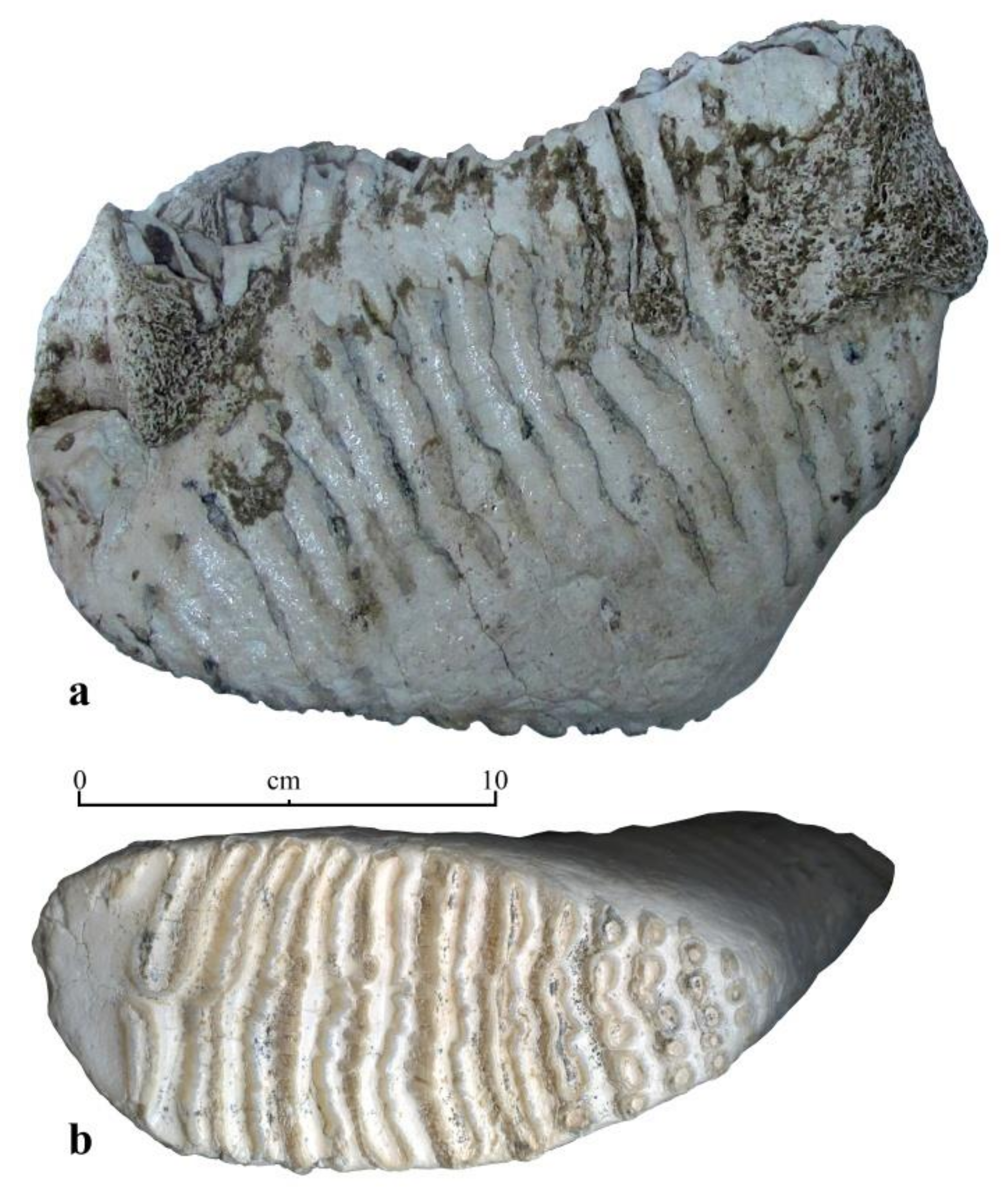 Quaternary 04 00005 g005