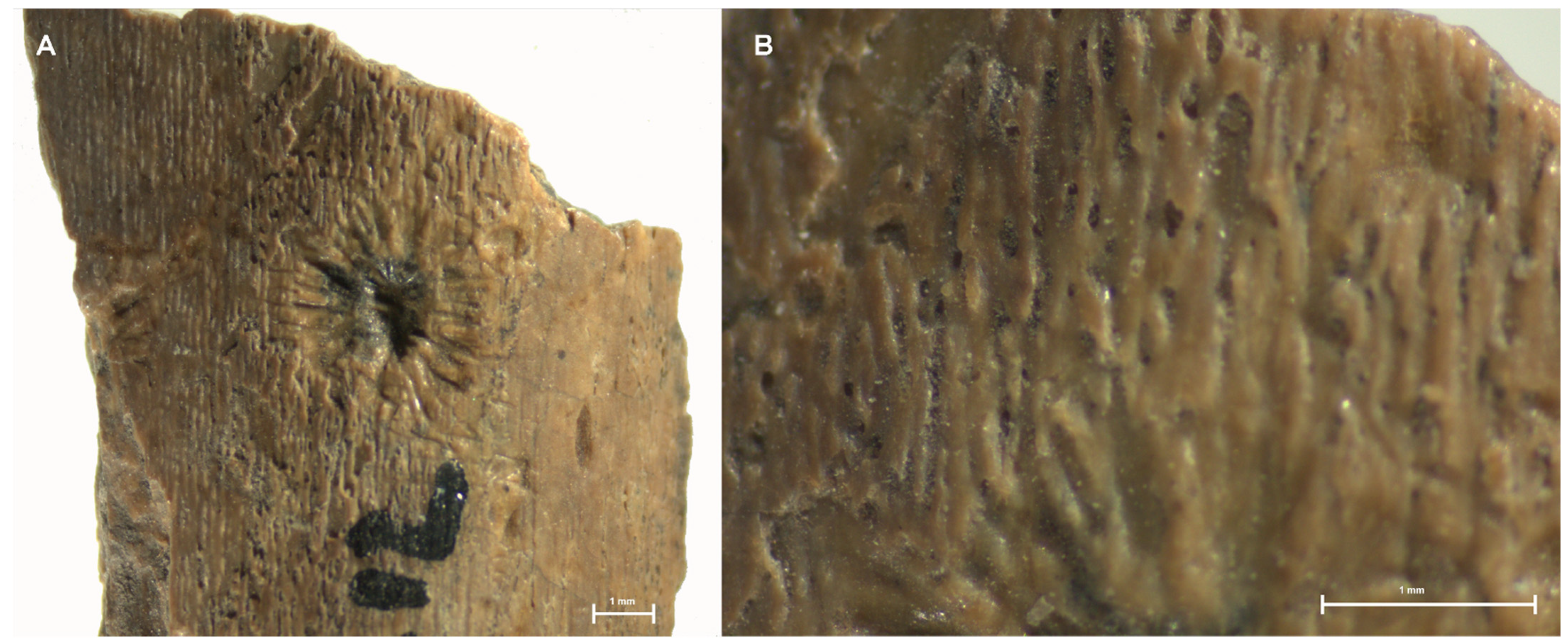Quaternary 04 00045 g010