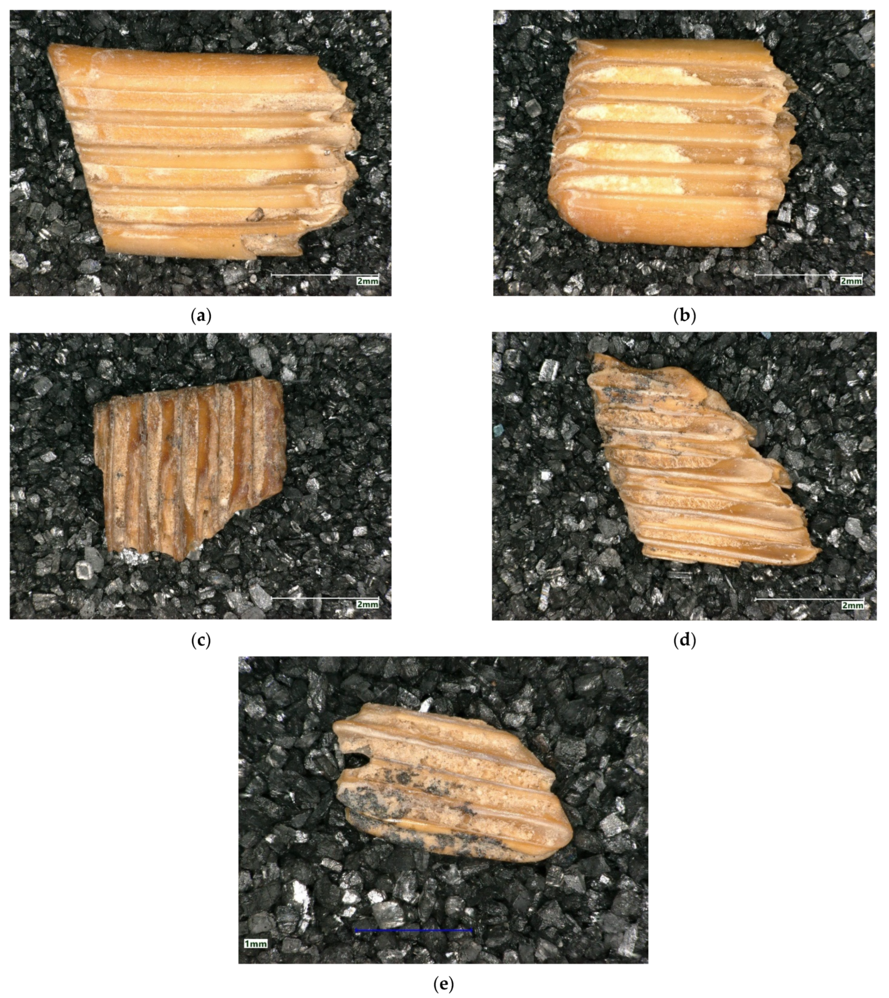 Quaternary 05 00004 g005