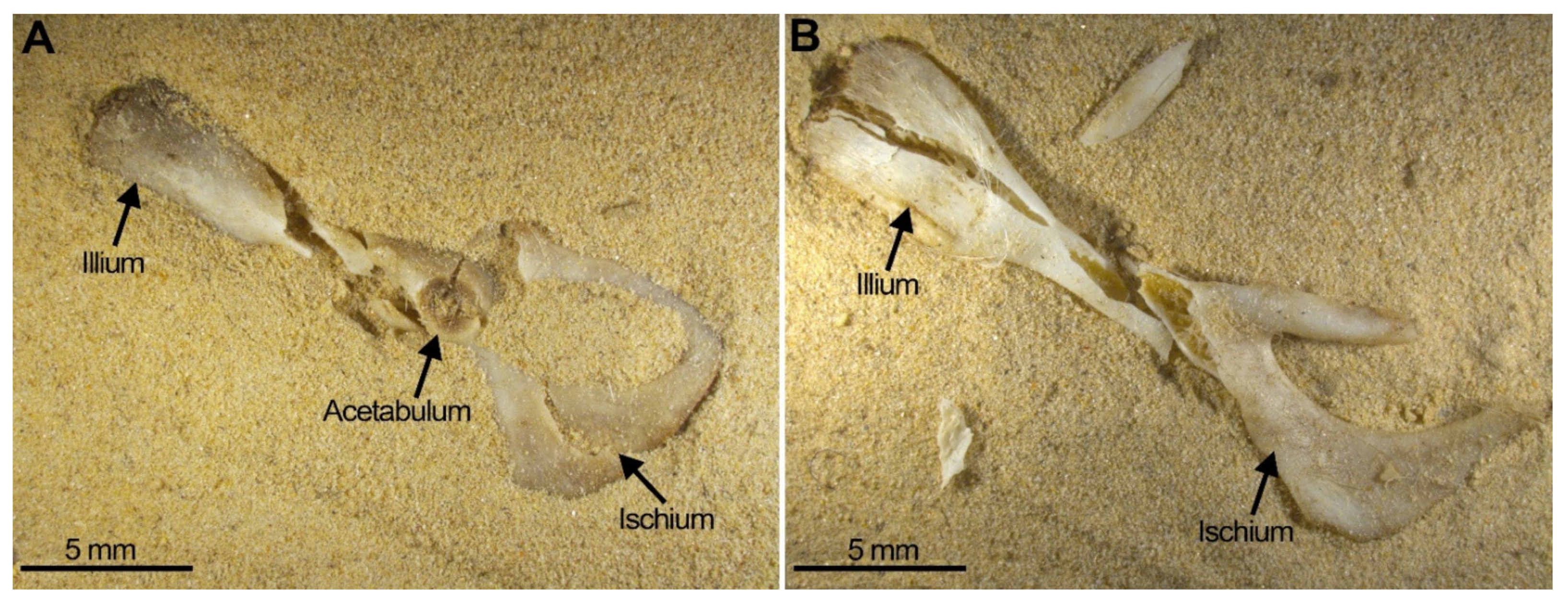 Quaternary 05 00011 g008