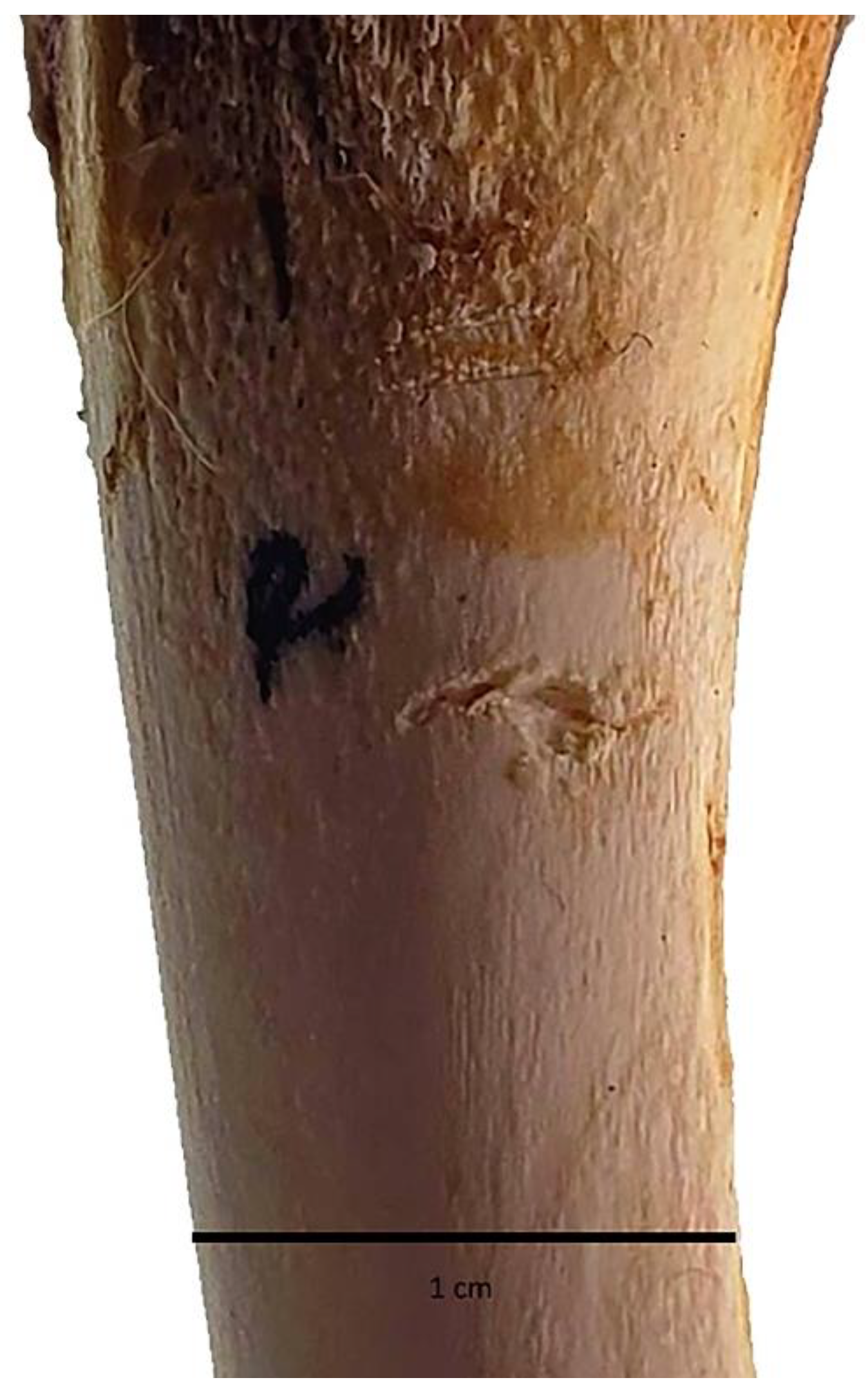 Quaternary 05 00015 g011