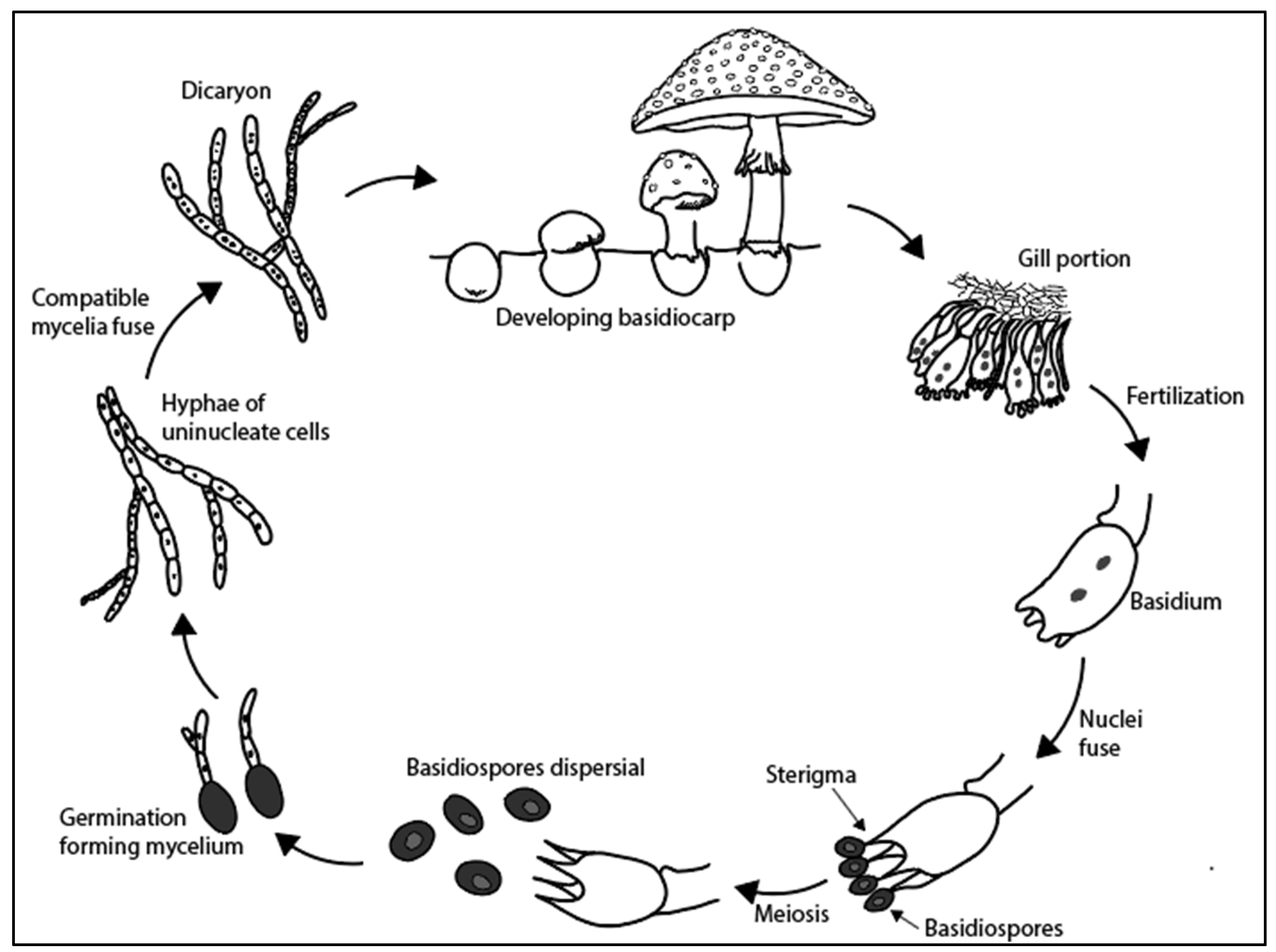 Quaternary 05 00030 g006