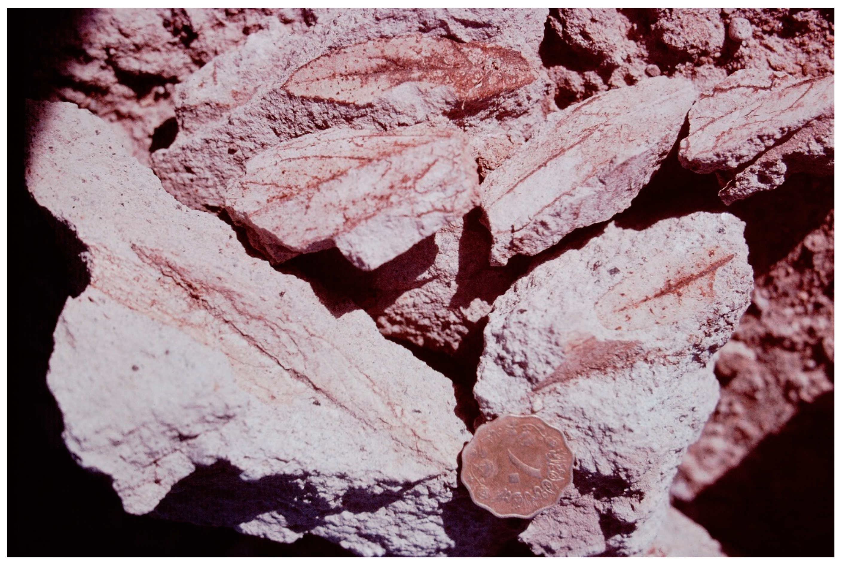 Quaternary 05 00032 g0a8