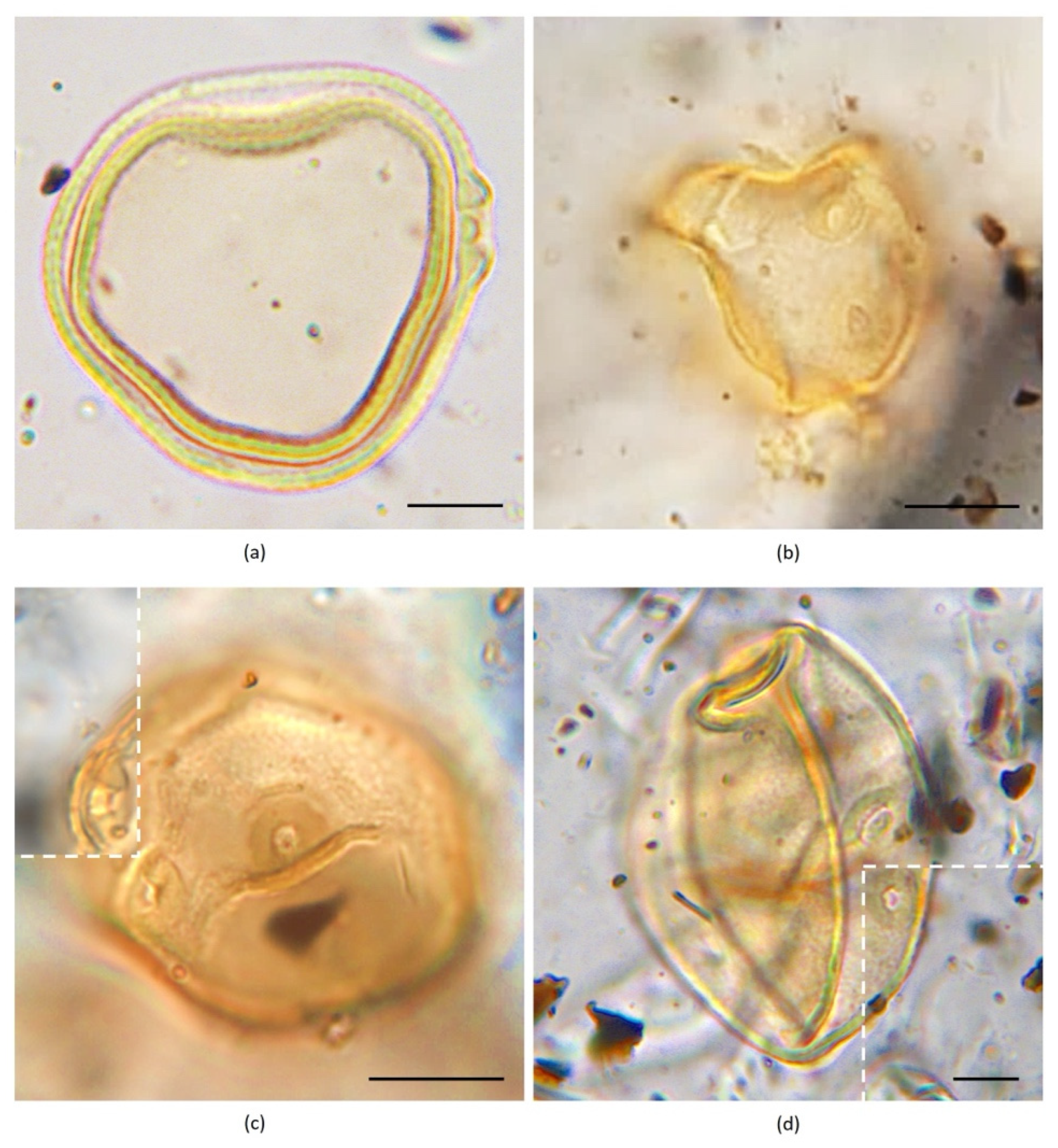 Quaternary 05 00041 g002 Quaternary 05 00041 g002
