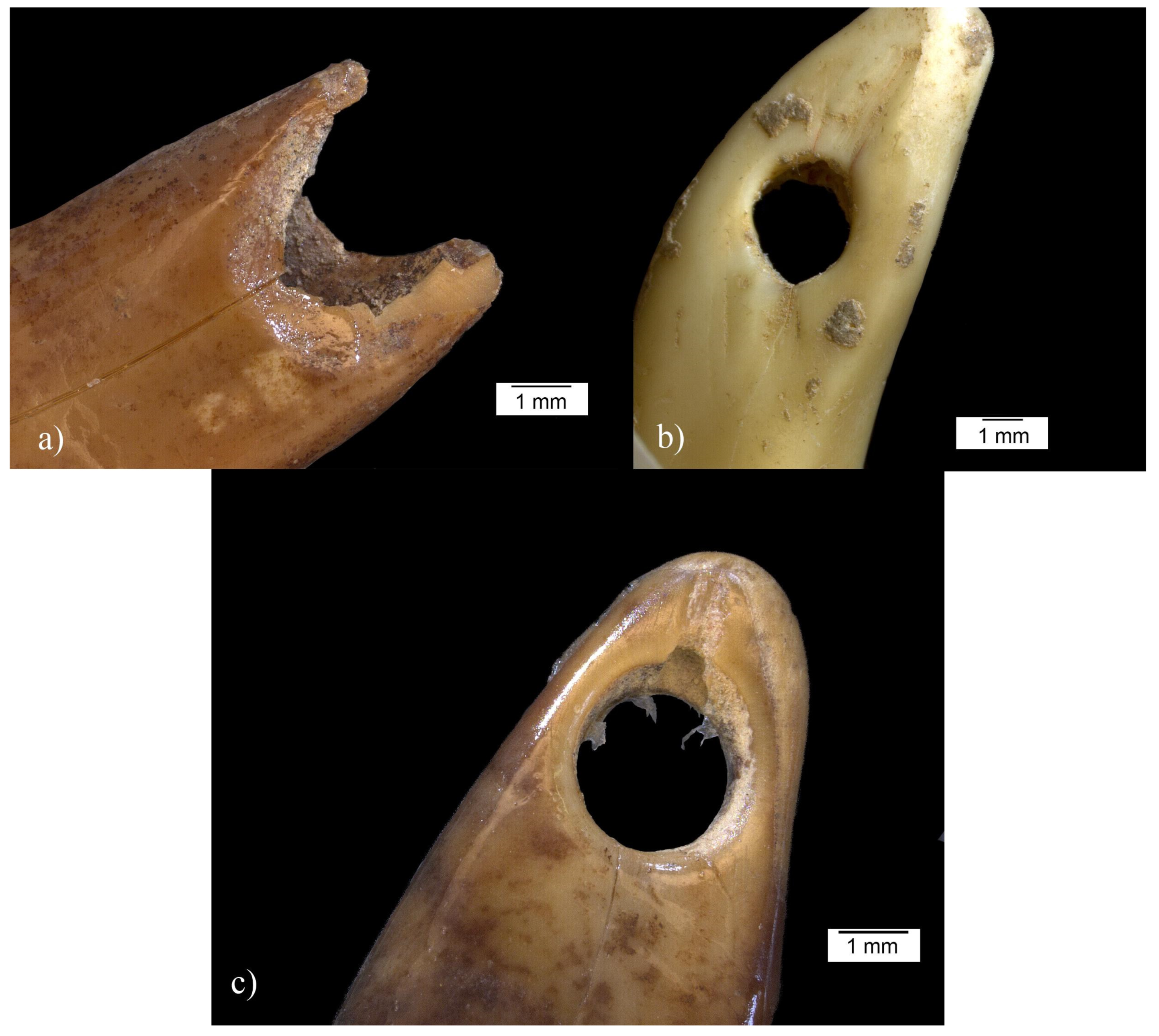 Quaternary 06 00050 g011 Quaternary 06 00050 g011