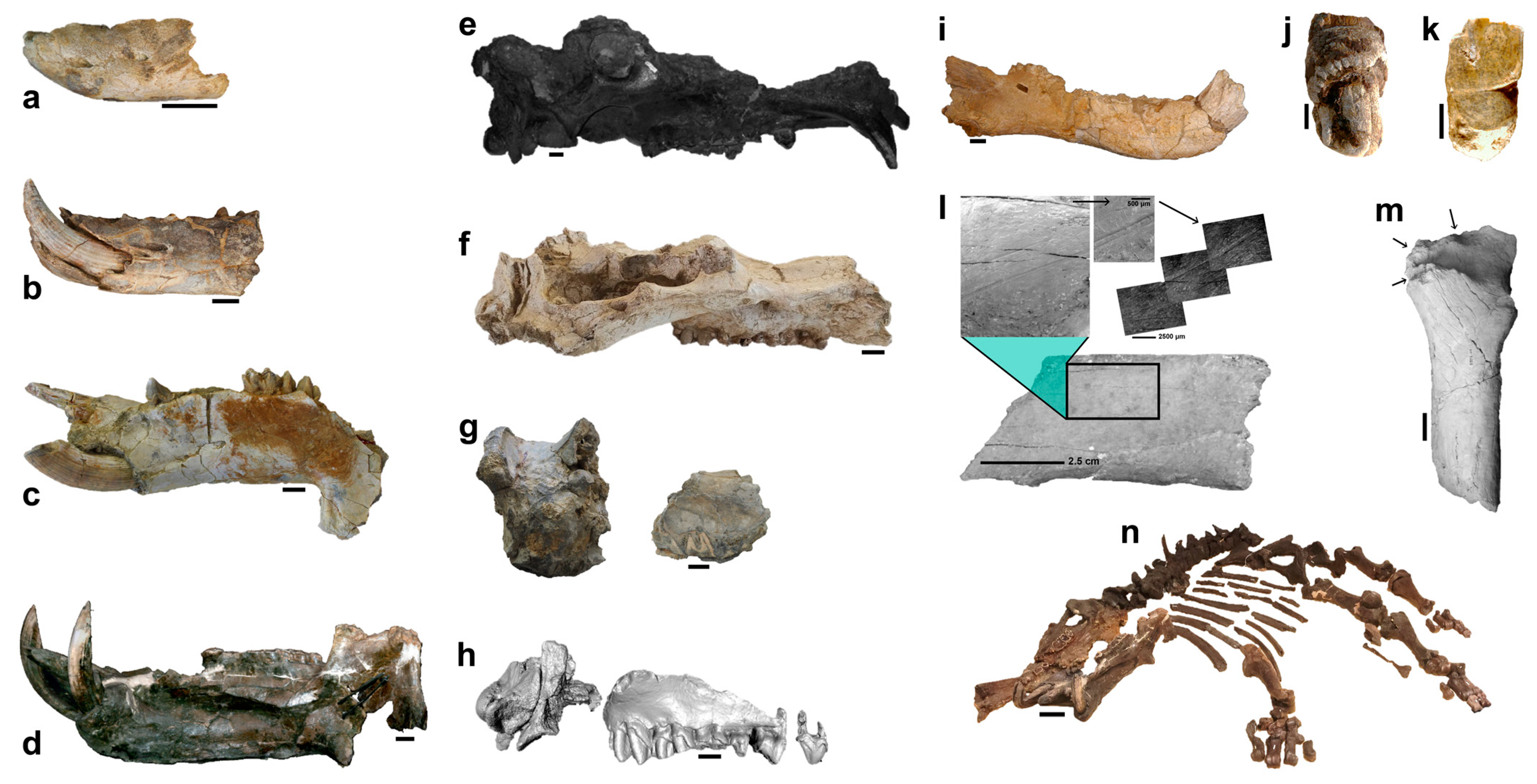 Quaternary 07 00004 g003